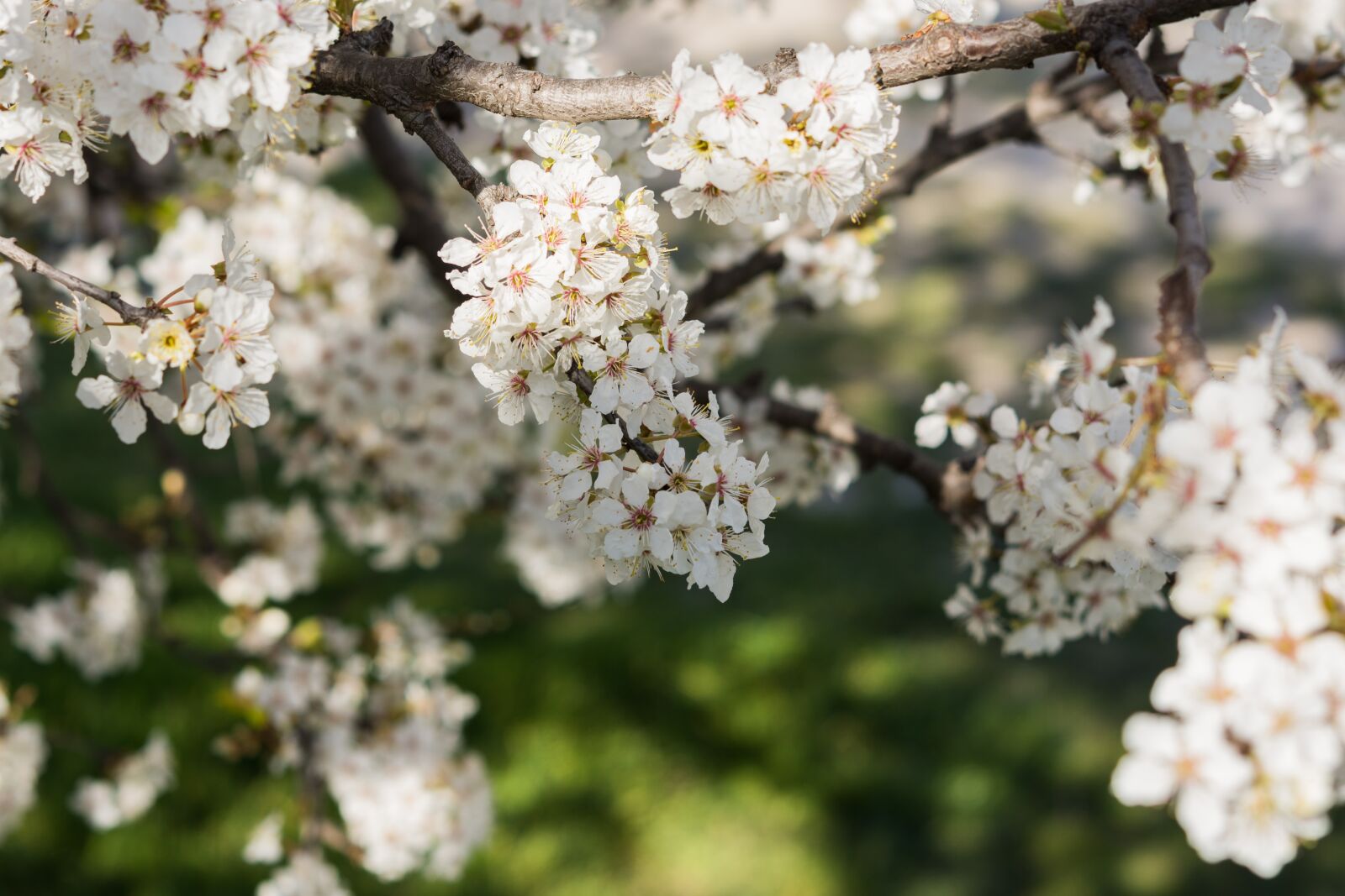 Nikon D7200 sample photo. Nature, flowers, cherry photography