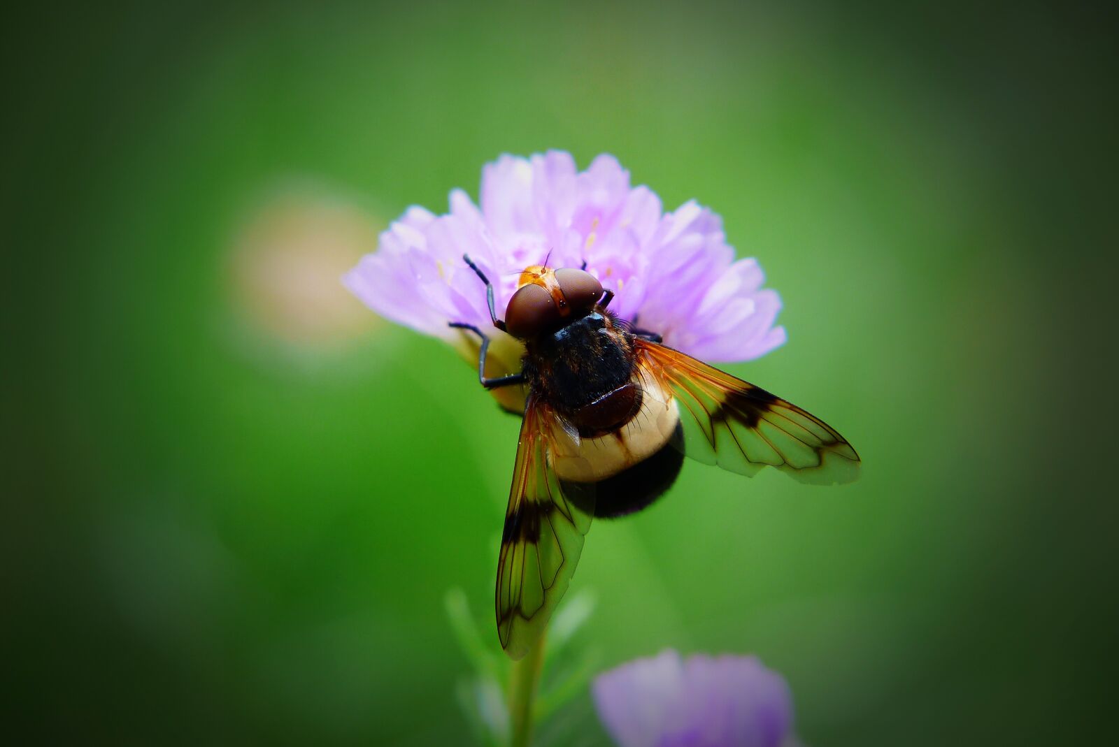 Panasonic Lumix DMC-FZ200 sample photo. Trzmiel wka forest, much photography