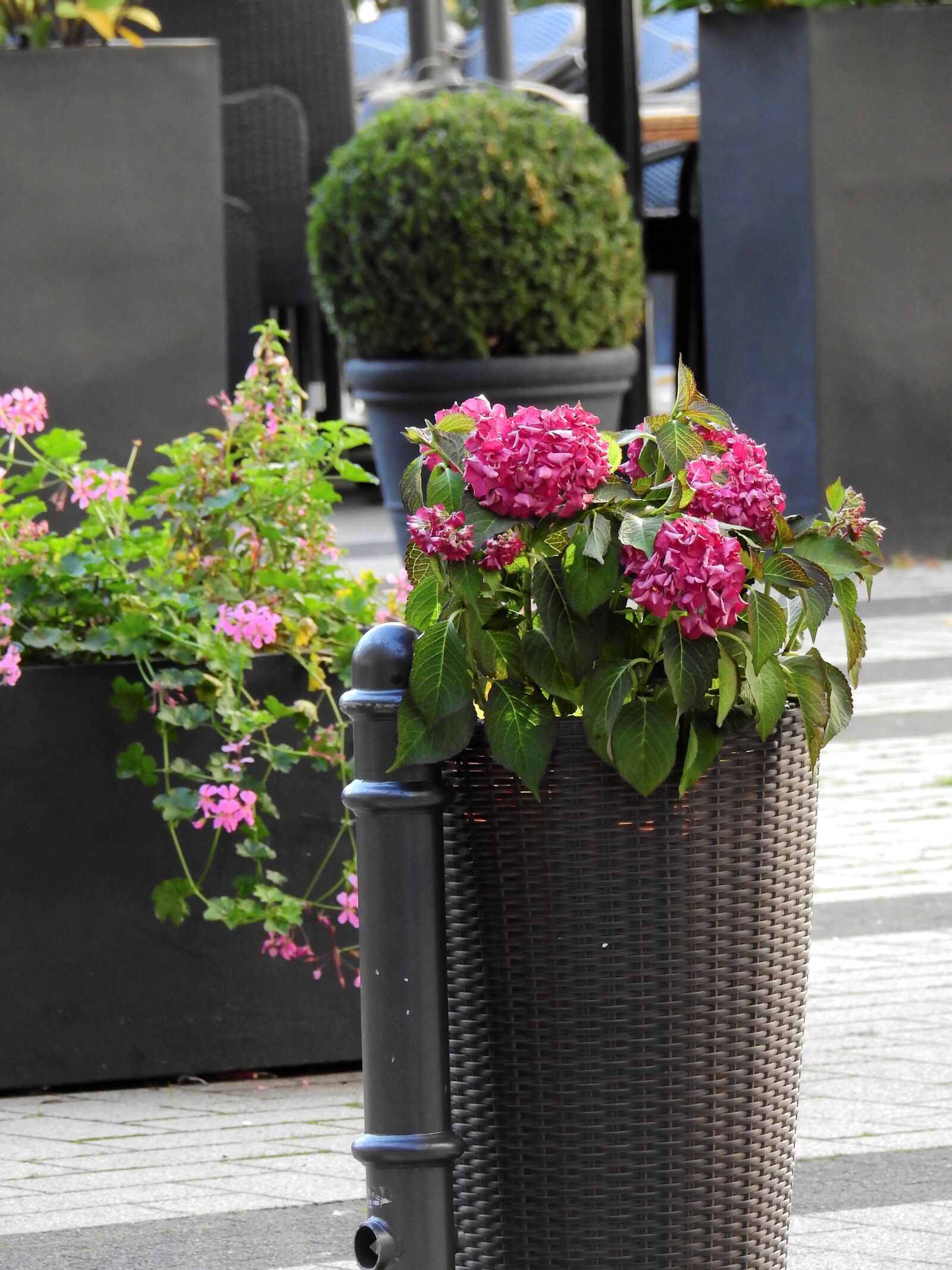 Nikon Coolpix P900 sample photo. Flowers, bucket, vessel photography