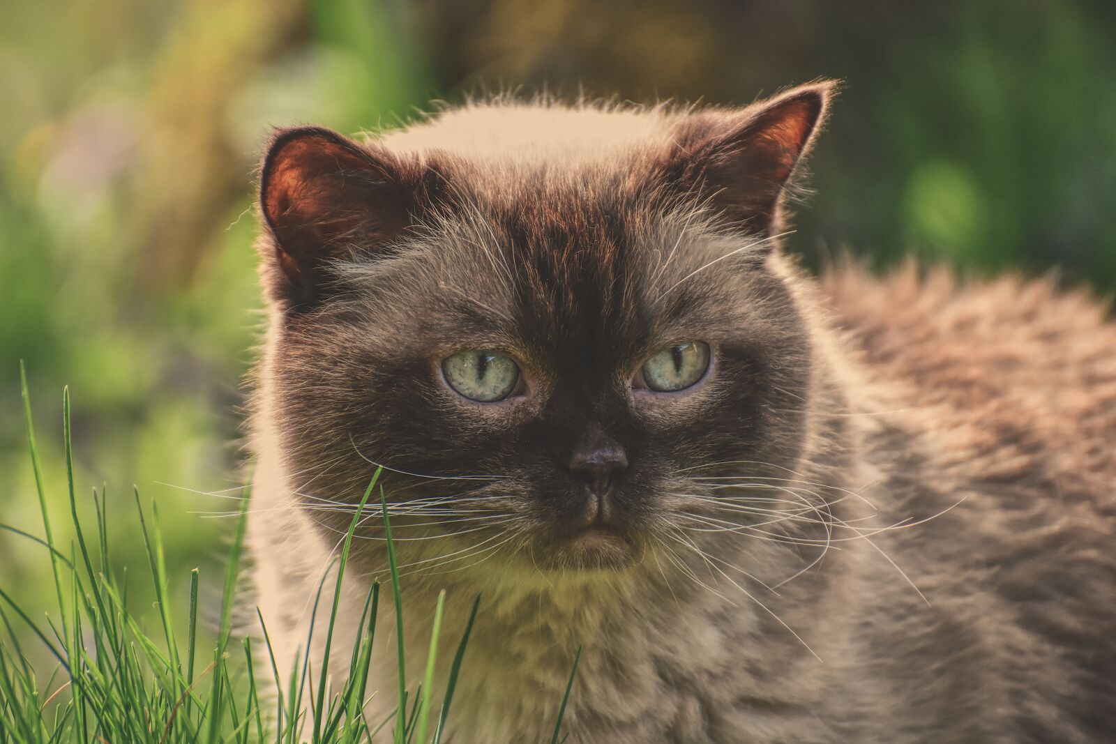 Nikon D7200 sample photo. British shorthair, cat, cute photography