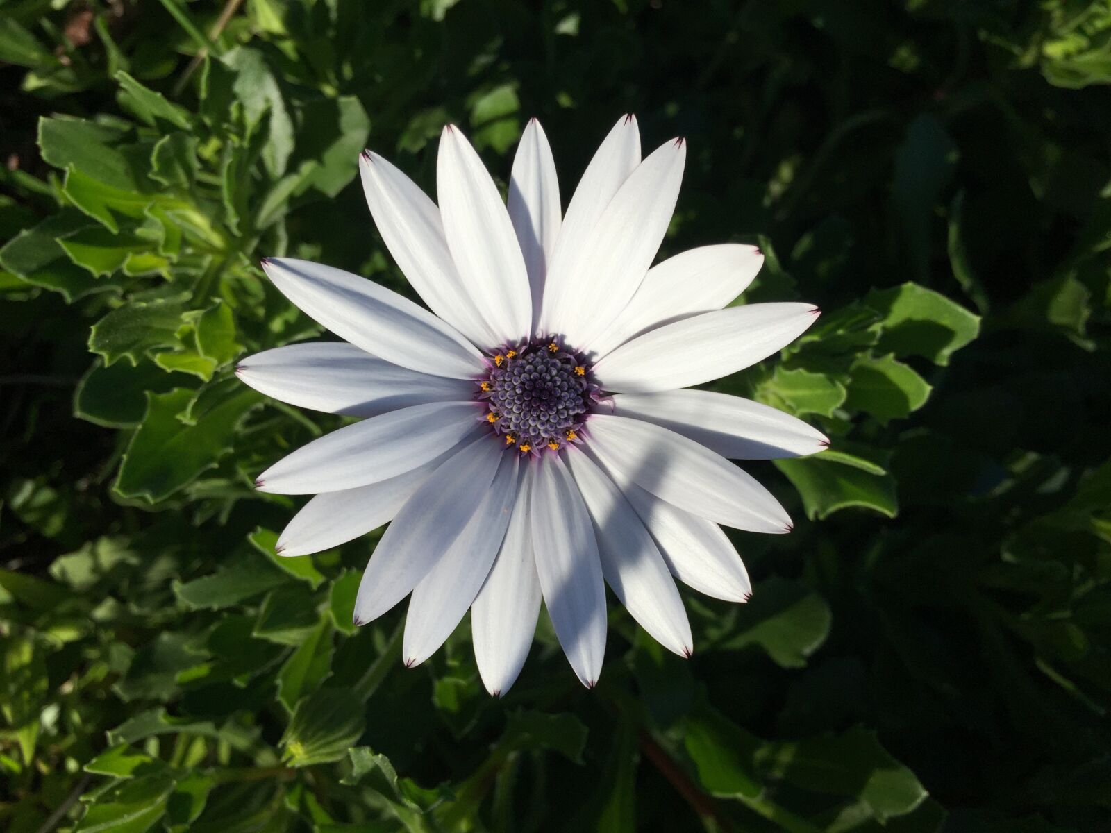Apple iPhone 6 sample photo. Spring, daisy, flower photography