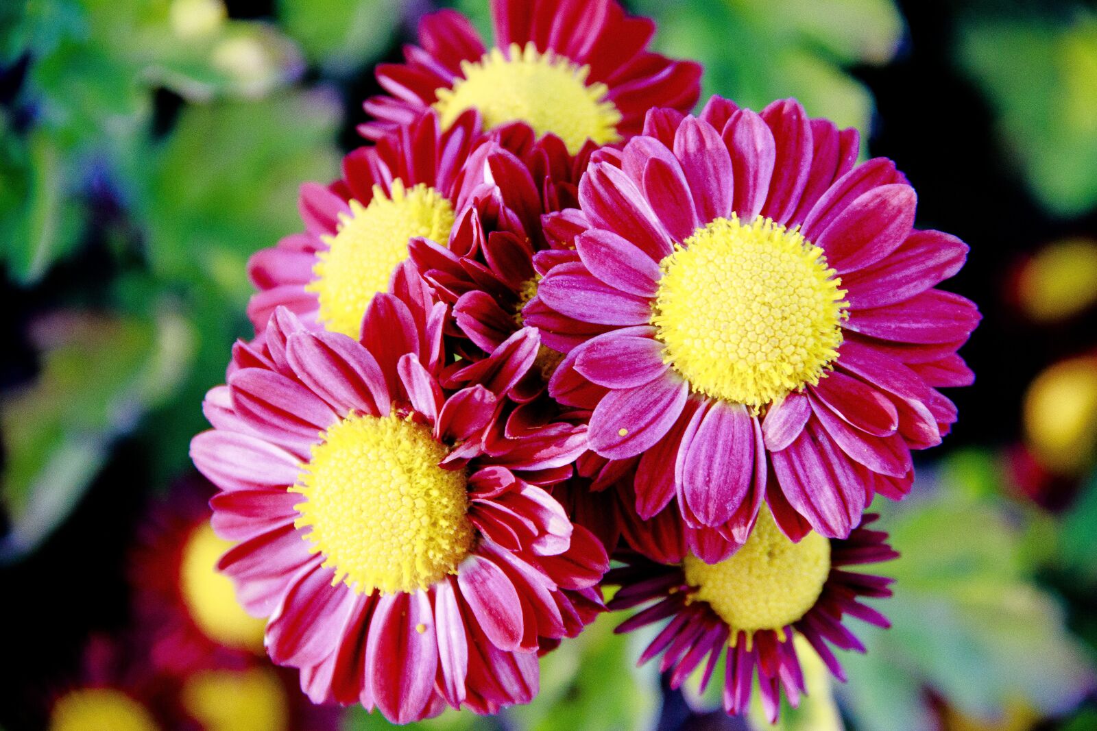 Canon EOS 650D (EOS Rebel T4i / EOS Kiss X6i) sample photo. Bouquet, chrysanthemum, flower photography