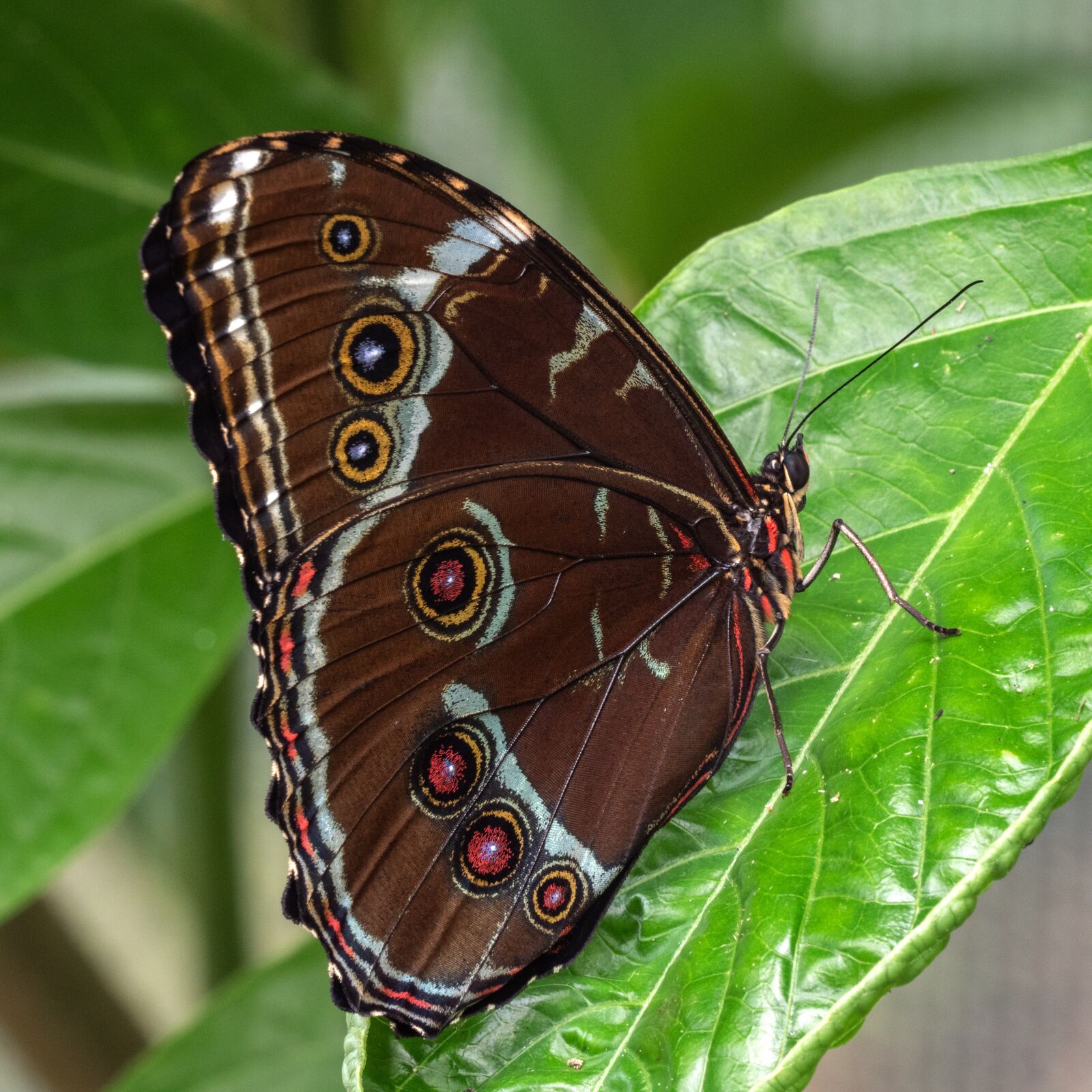 LEICA DG 100-400/F4.0-6.3 sample photo. Ecuador, butterfly, jungle photography