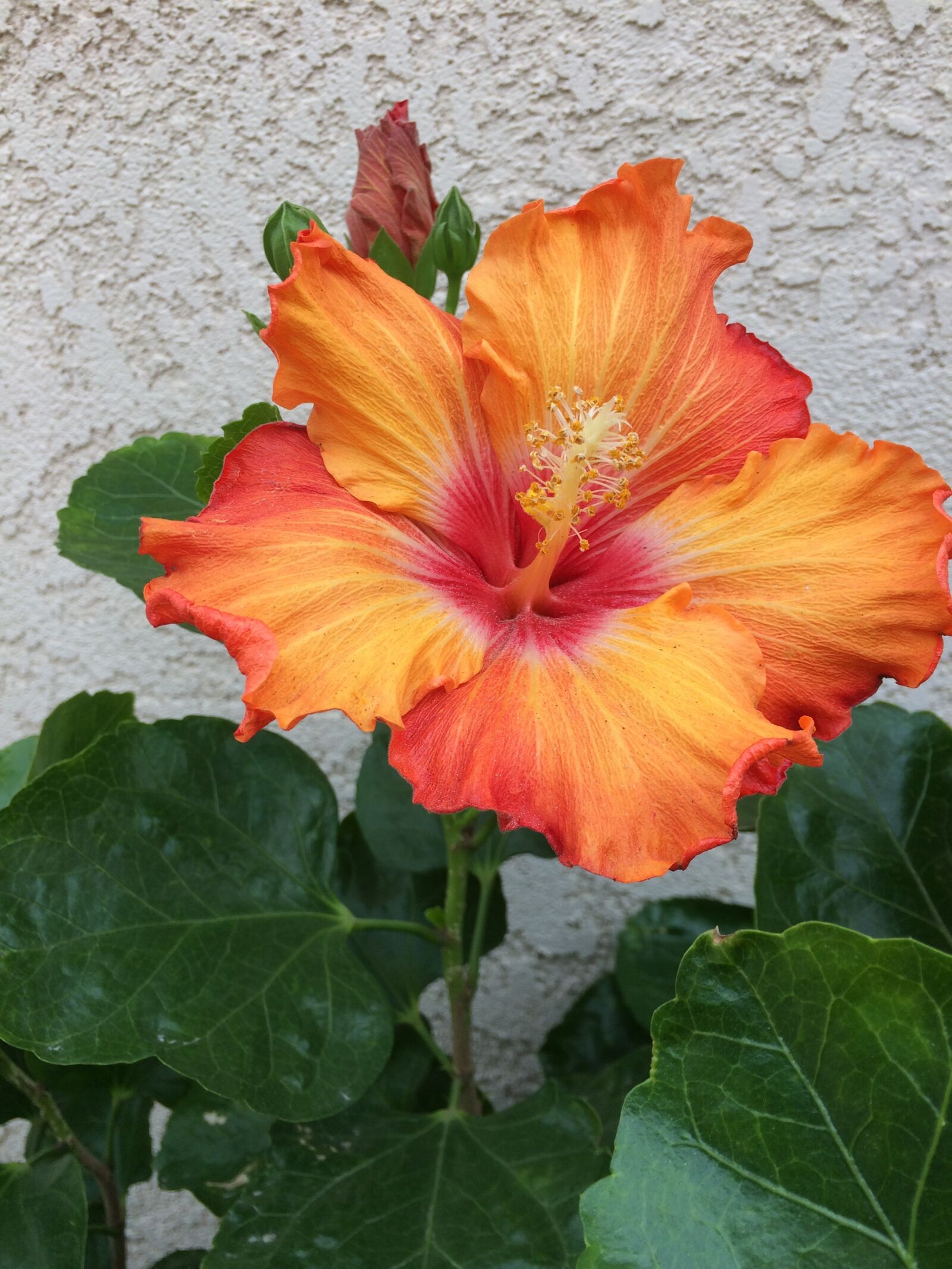iPhone 5s back camera 4.15mm f/2.2 sample photo. Flower, hibiscus, bloom photography
