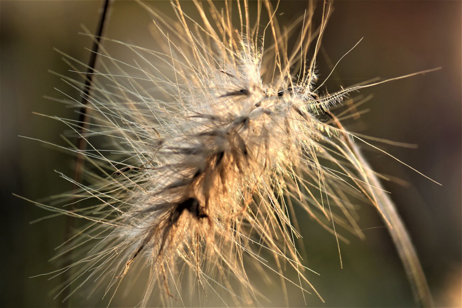 Nikon D5500 sample photo. Grasses, blade of grass photography