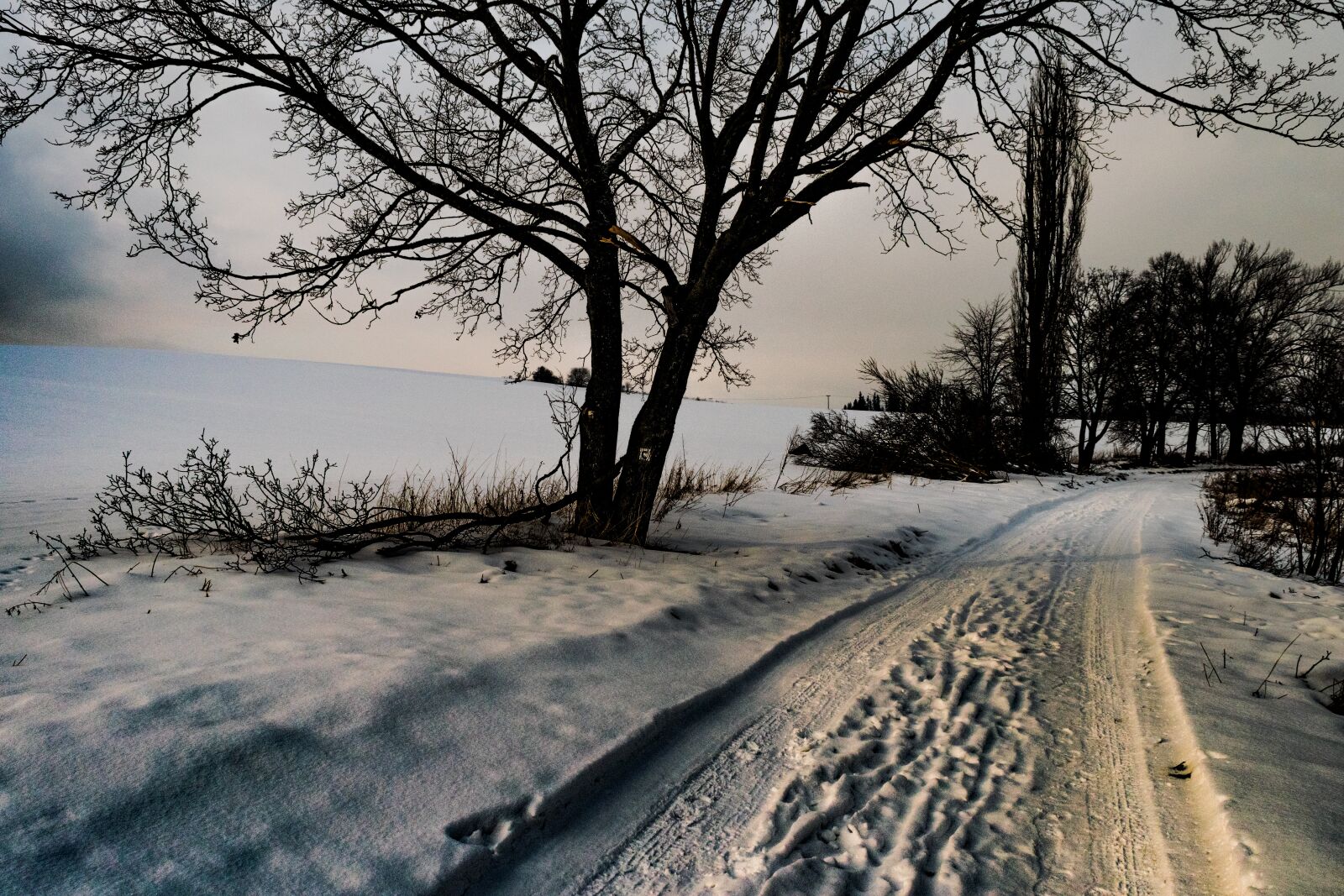 Nikon D3300 sample photo. Tree, nature, winter photography