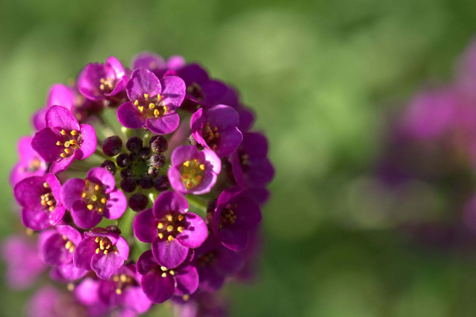 Sony a7 II + Sony FE 50mm F2.8 Macro sample photo. Flower, blossom, bloom photography