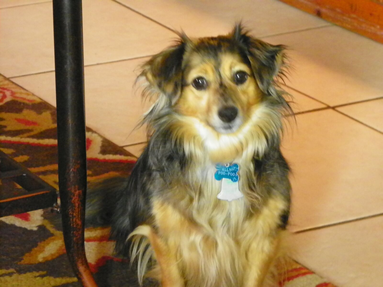 Kodak EasyShare Z981 sample photo. Dog, pet, puppy photography