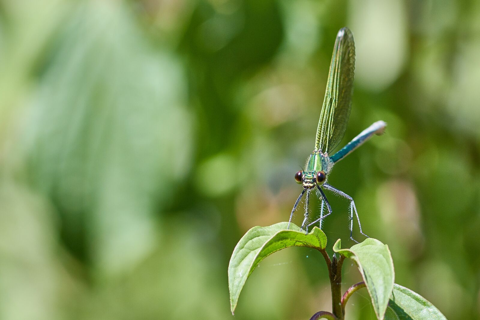 Canon EF 300mm F4L IS USM sample photo. Dragonfly, plant, wing photography