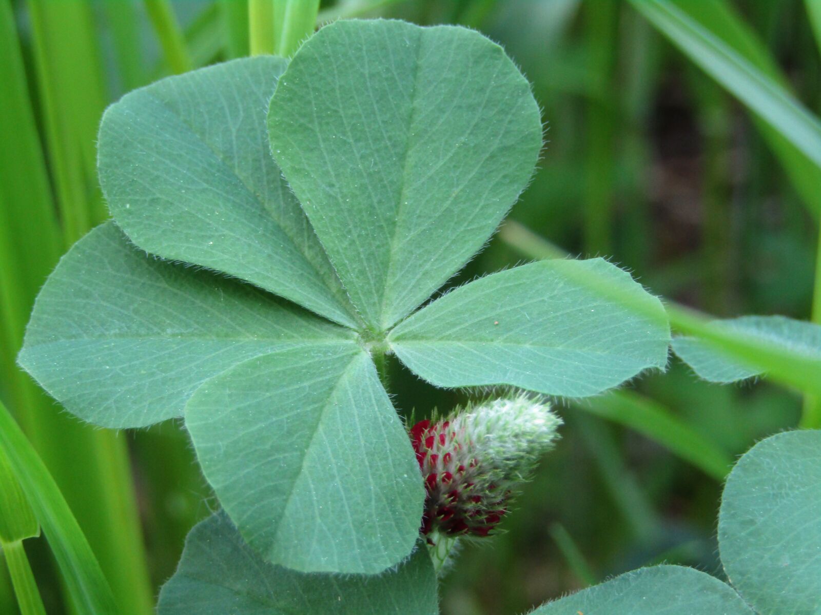 Canon POWERSHOT SX432 IS sample photo. Klee, five-leaf clover, forage photography