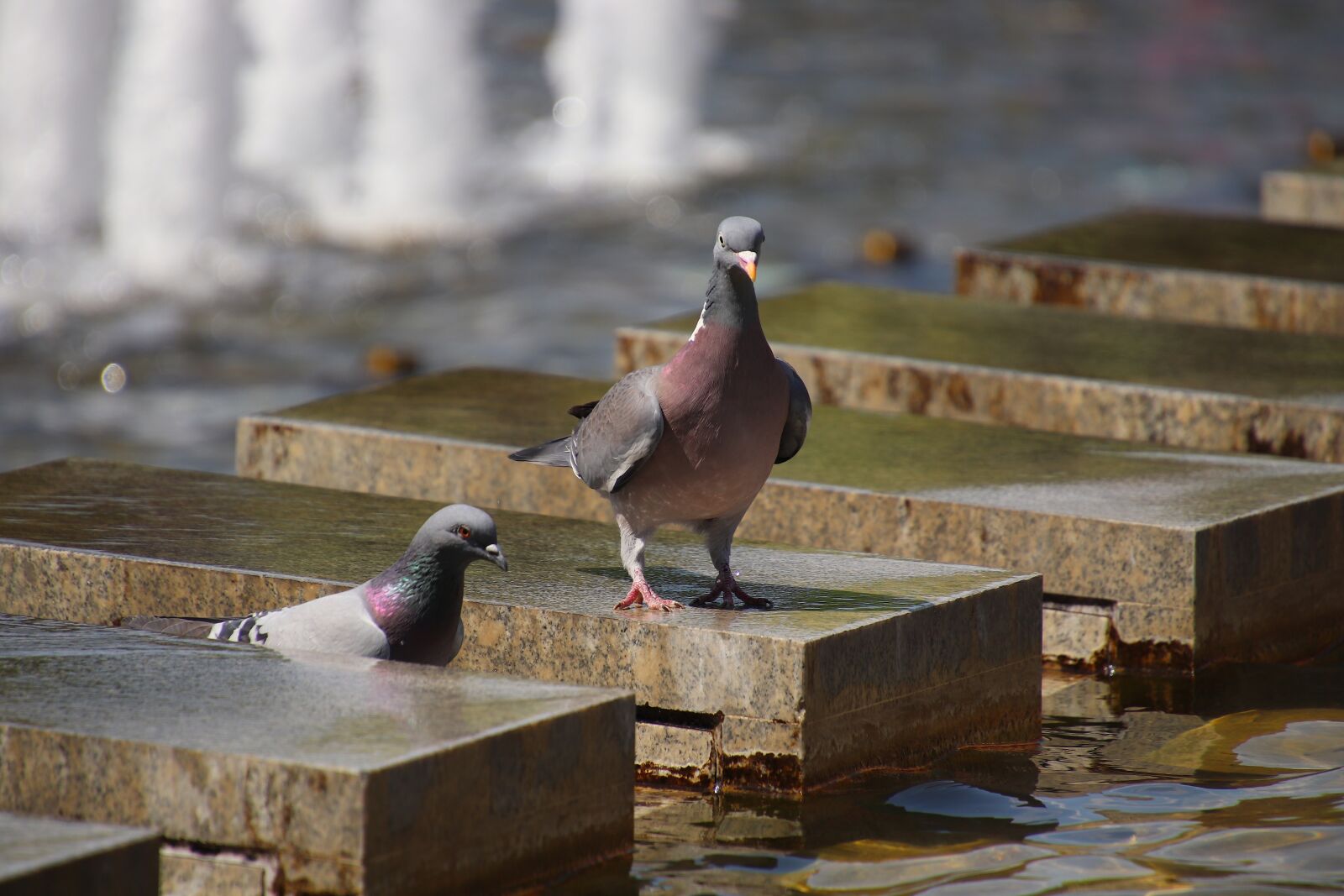 Canon EOS 800D (EOS Rebel T7i / EOS Kiss X9i) sample photo. Pigeons, fountain, berlin photography