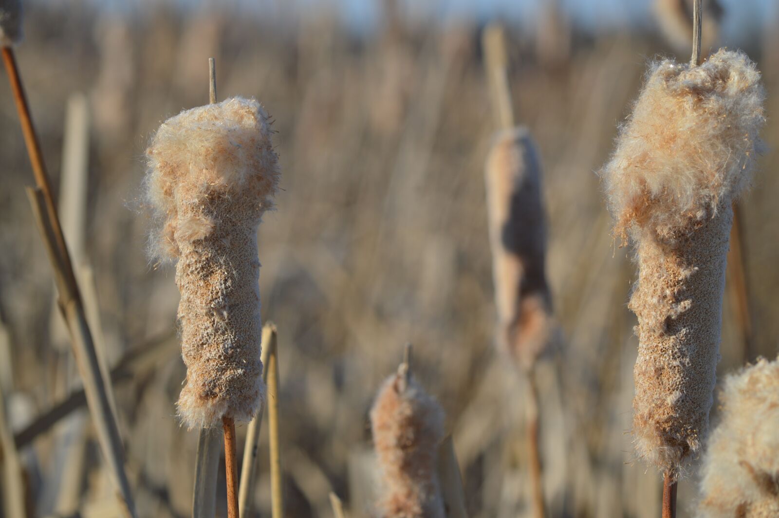 Nikon D3200 sample photo. Cattails, reeds, plant photography