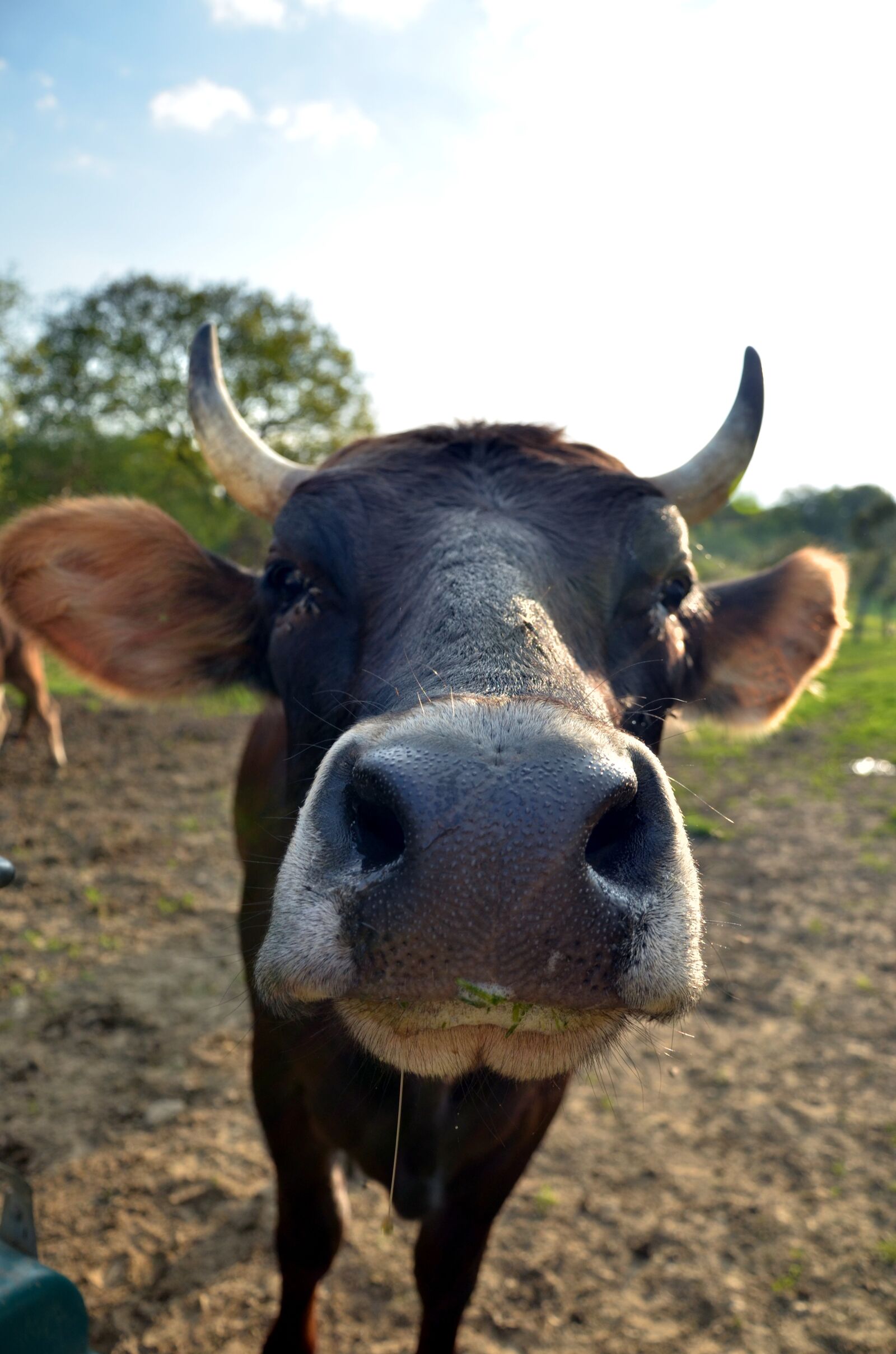 Nikon D7000 sample photo. Cow, horns, animal photography
