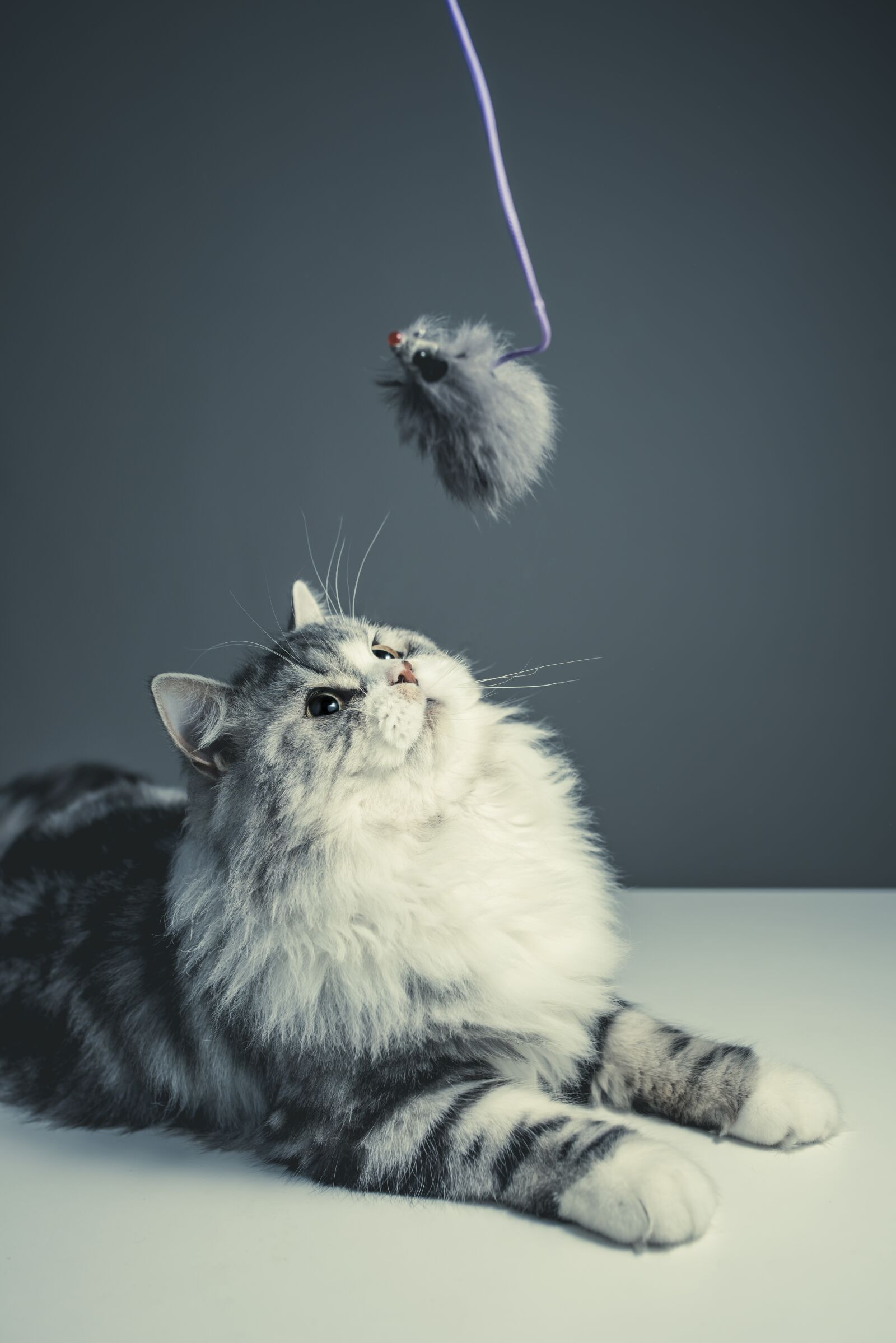 Nikon D810 sample photo. Cat, persian breed, black photography