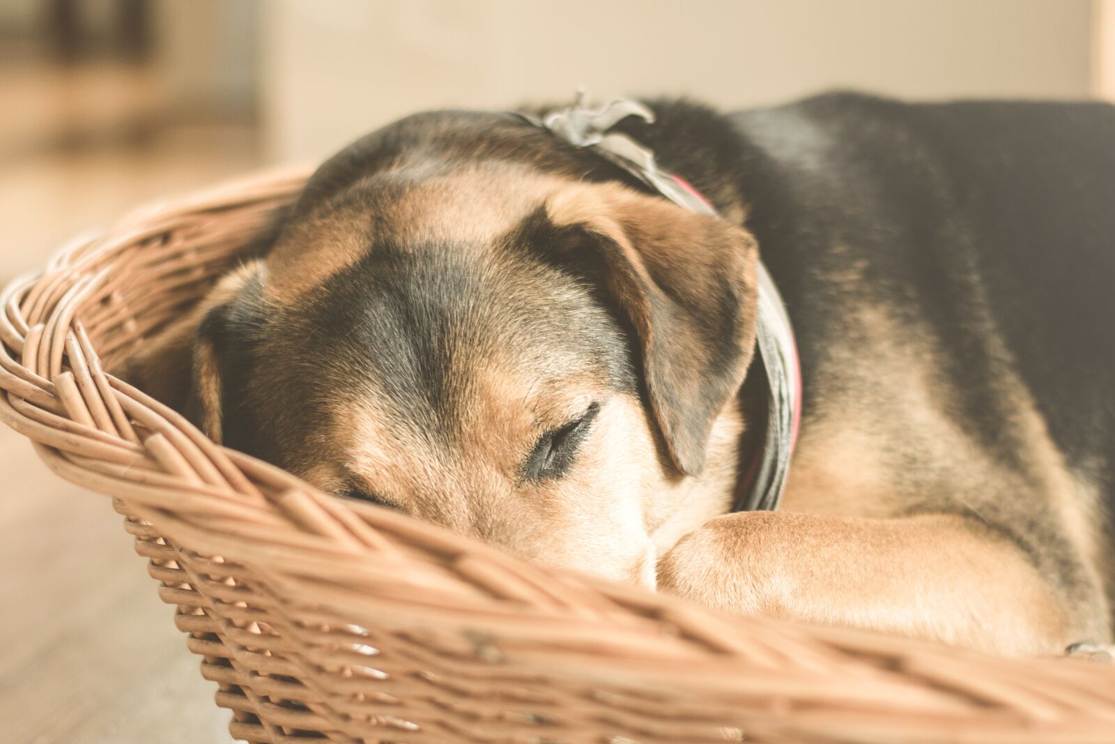 Nikon D5300 sample photo. Animal, basket, cuddly photography