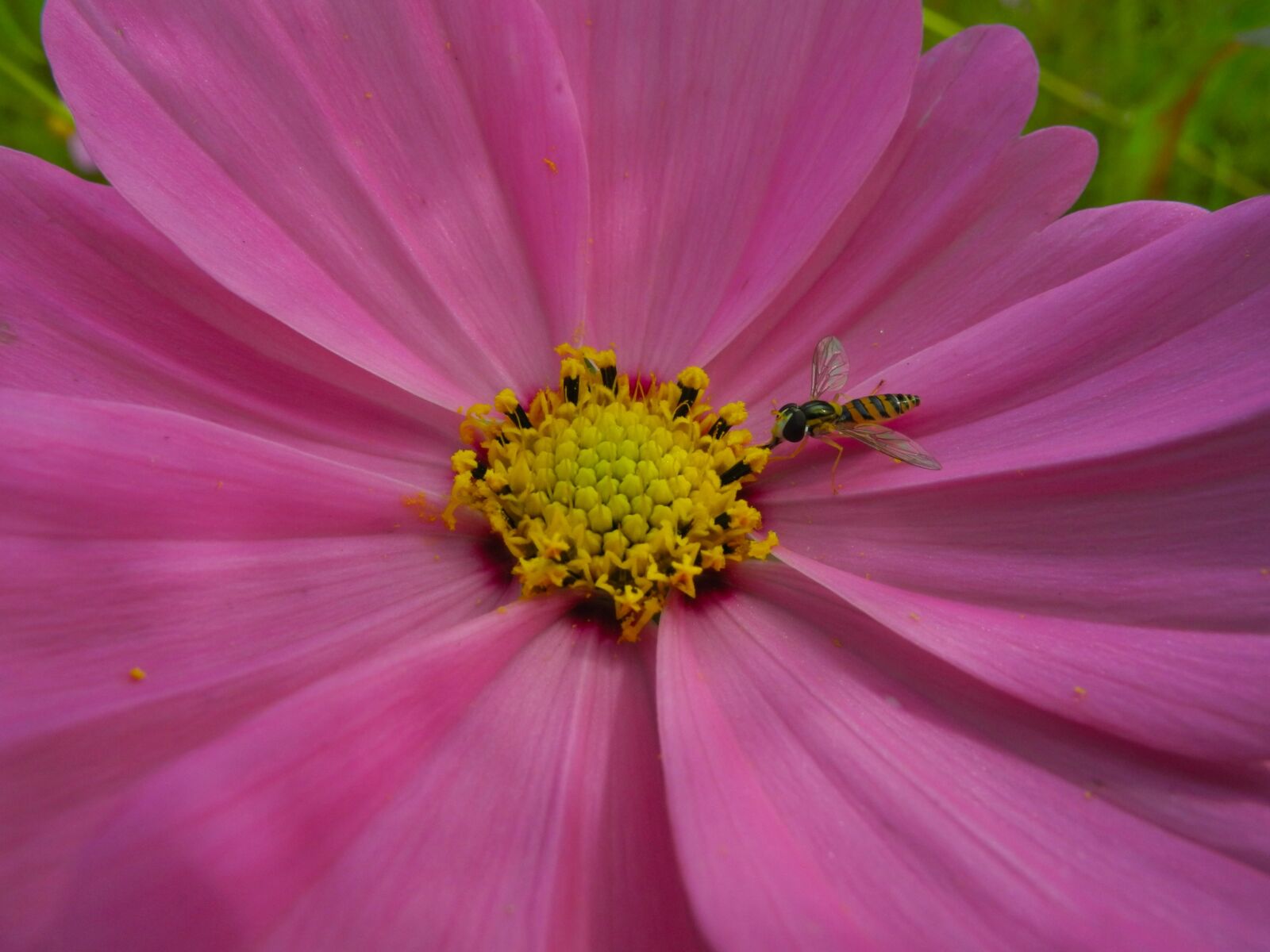 Nikon Coolpix P7100 sample photo. Flower, bee, pollen photography