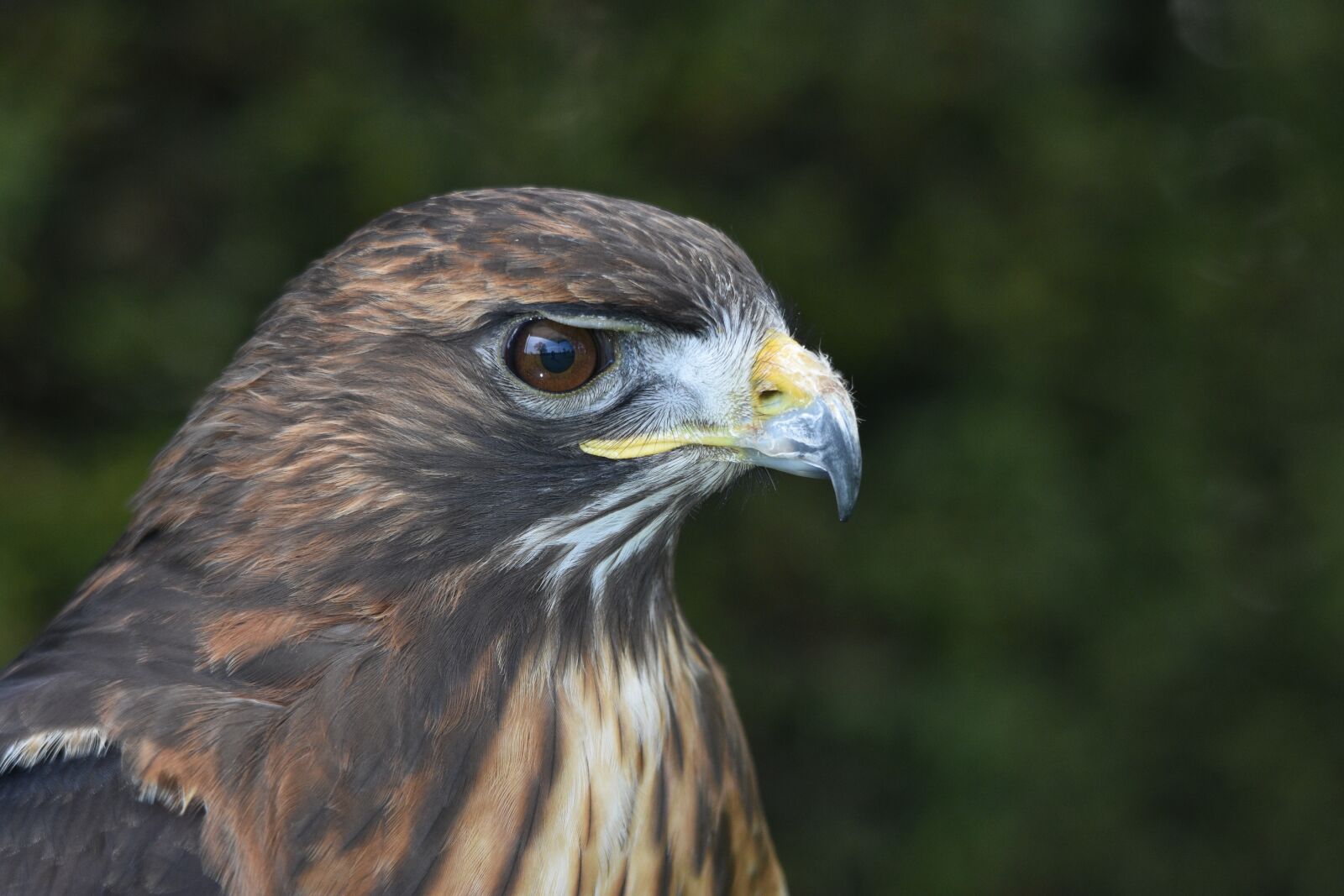 Nikon D3400 sample photo. Hawk, eagle, falcon photography