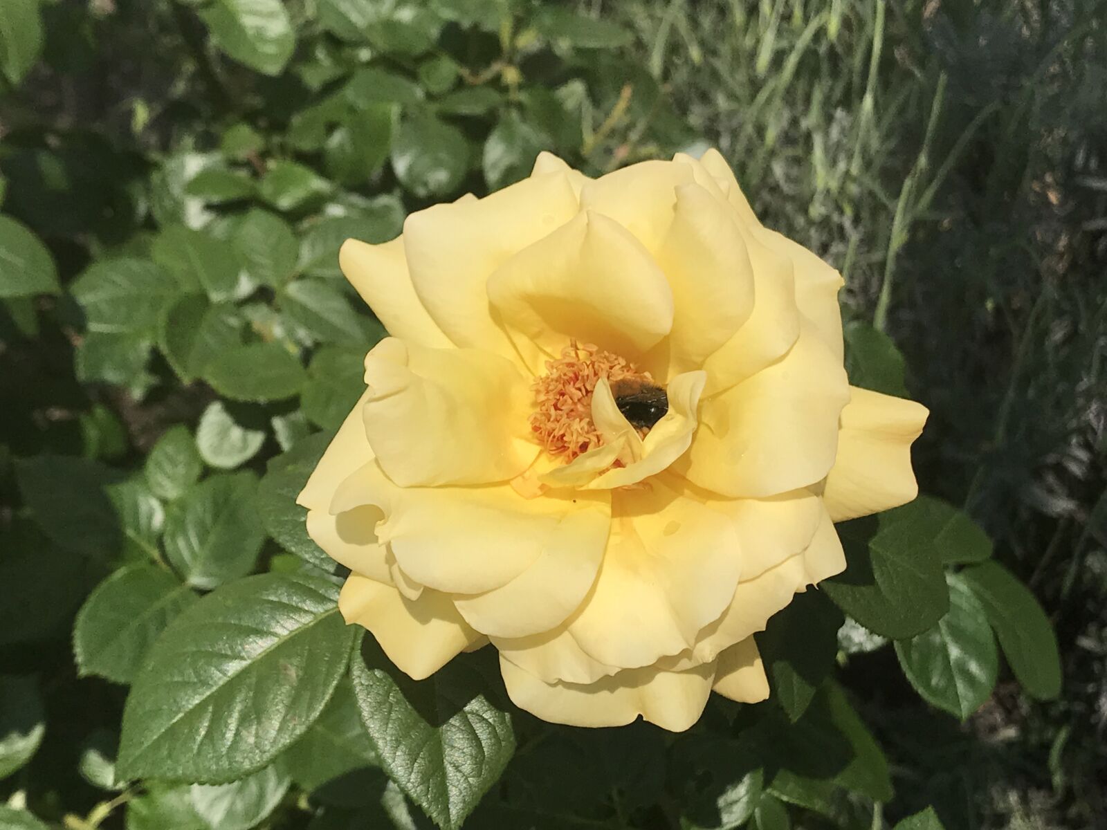 iPhone 7 Plus back dual camera 3.99mm f/1.8 sample photo. Flower, plant, nature photography
