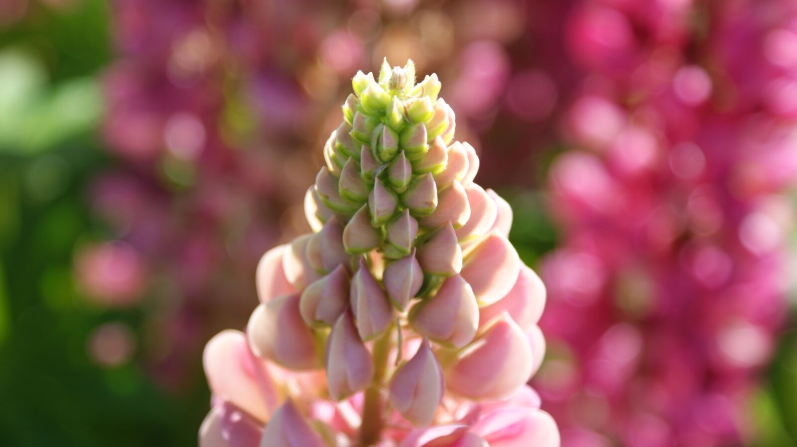 Sony Alpha DSLR-A350 sample photo. Lupine, pink, vegetable photography
