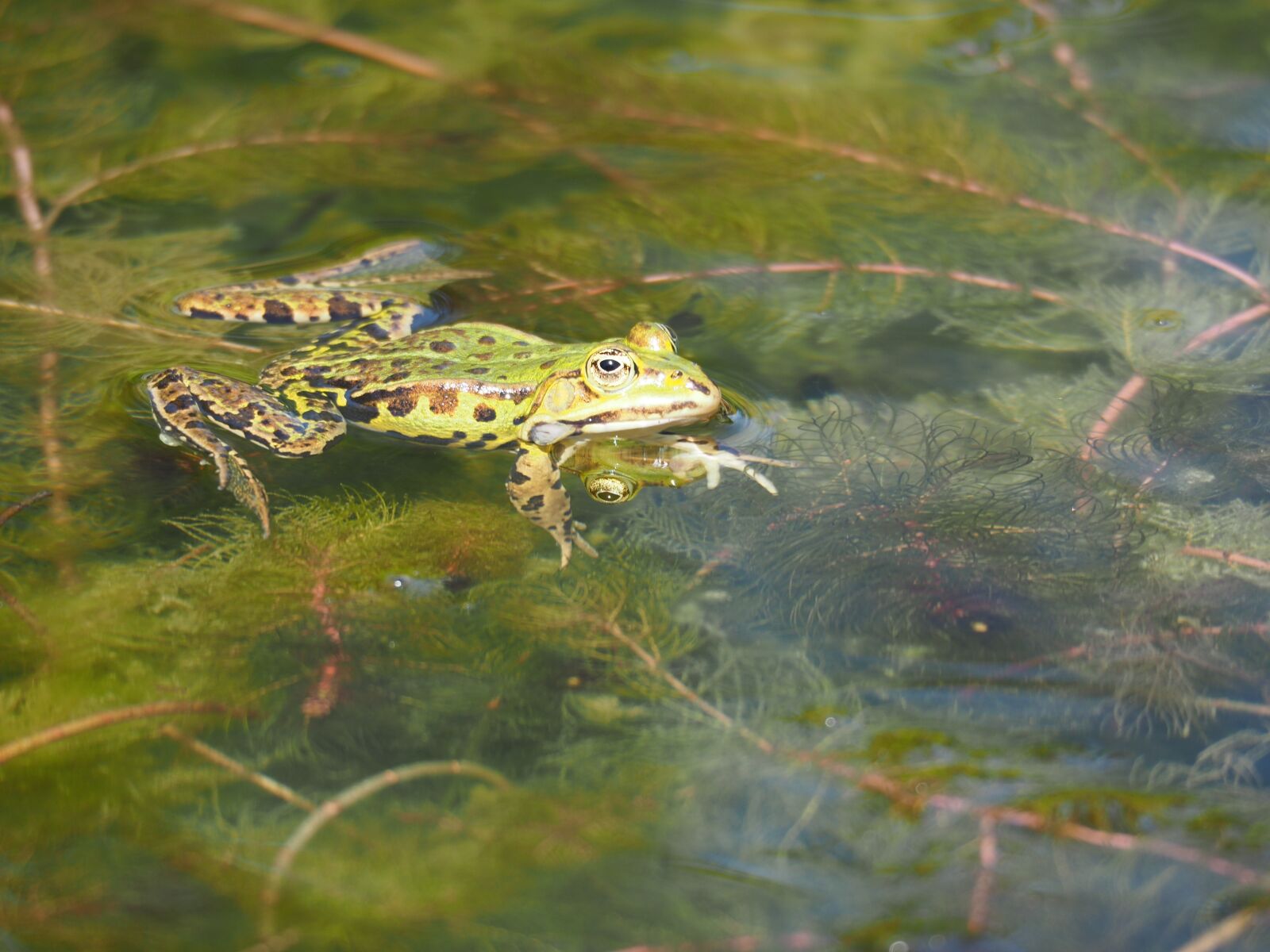 Olympus OM-D E-M5 II + Olympus M.Zuiko ED 75-300mm F4.8-6.7 II sample photo. Green frog, frog, nature photography