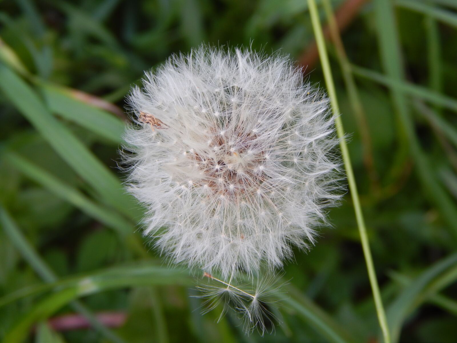 Nikon Coolpix L820 sample photo. Dandelion, nuns photography