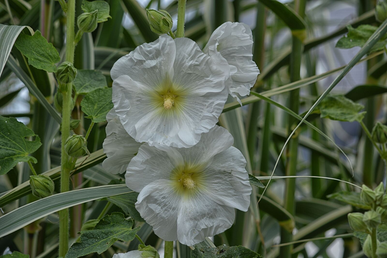 Nikon D5200 sample photo. Flowers, hollyhocks flora roses photography