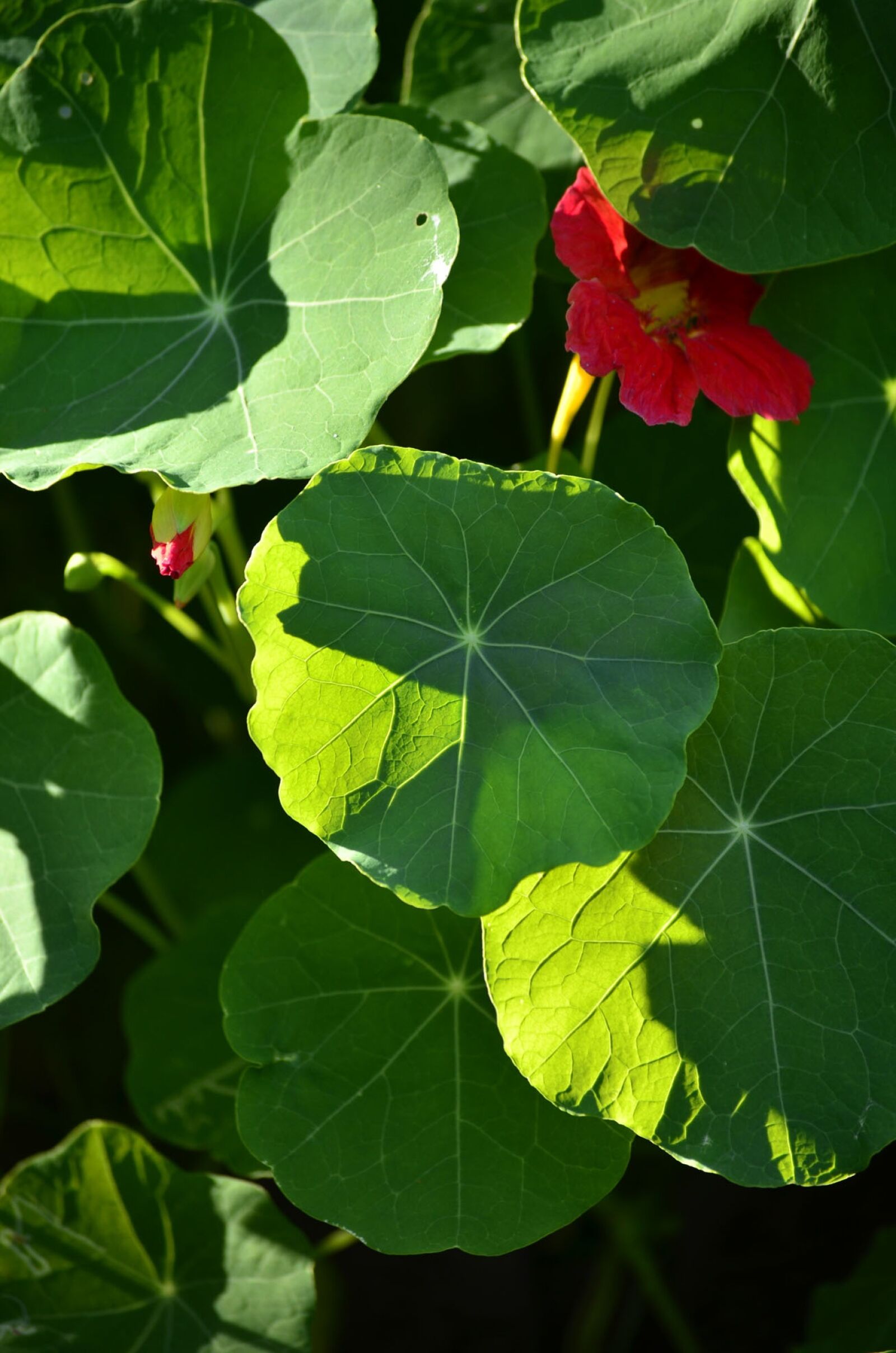 Nikon D5100 sample photo. Grass, greens, flower photography