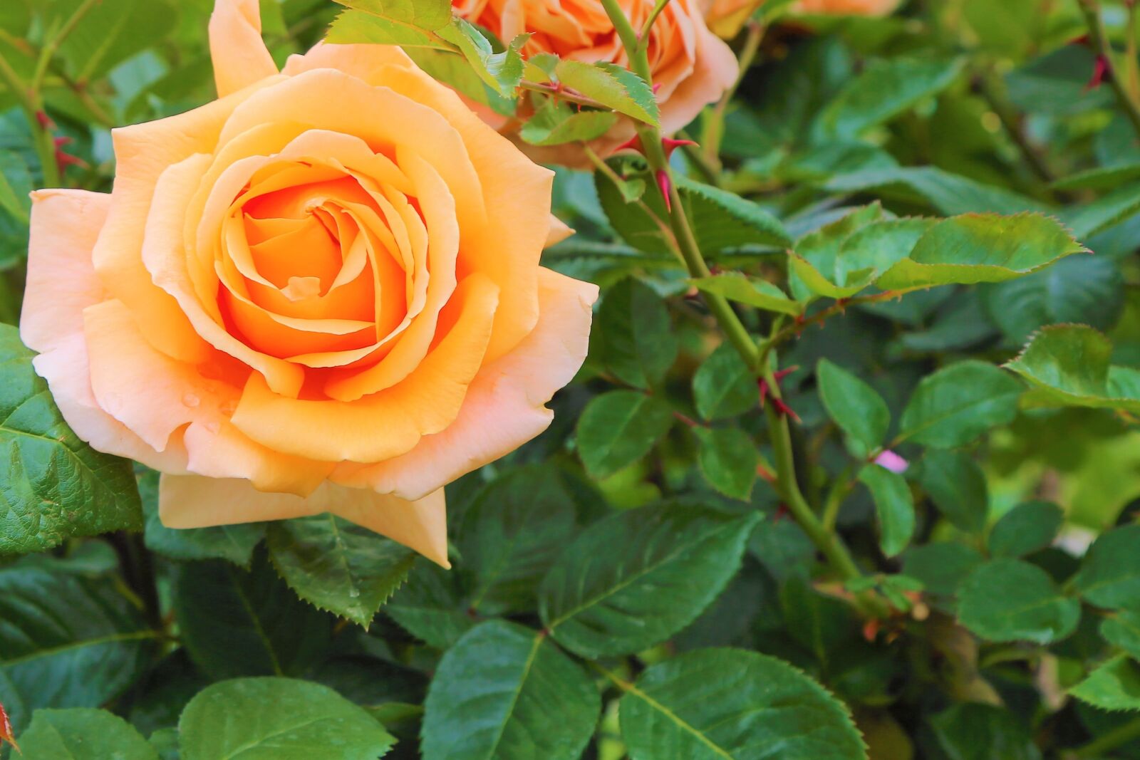 Canon EOS 5D Mark III sample photo. Rose, nature, flower photography