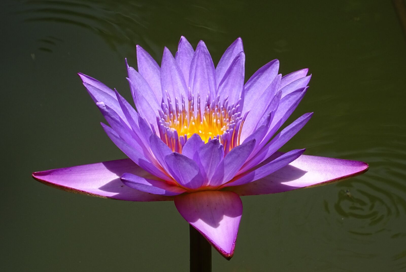 Sony DSC-HX60V sample photo. Lily, flower, nymphaea tina photography