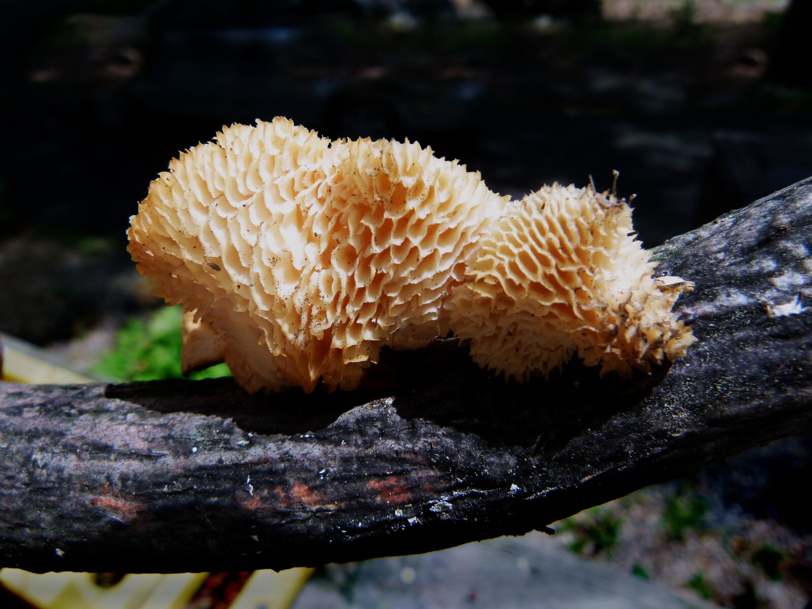 Panasonic Lumix DMC-FZ100 sample photo. Mushroom, fungus, fungi photography
