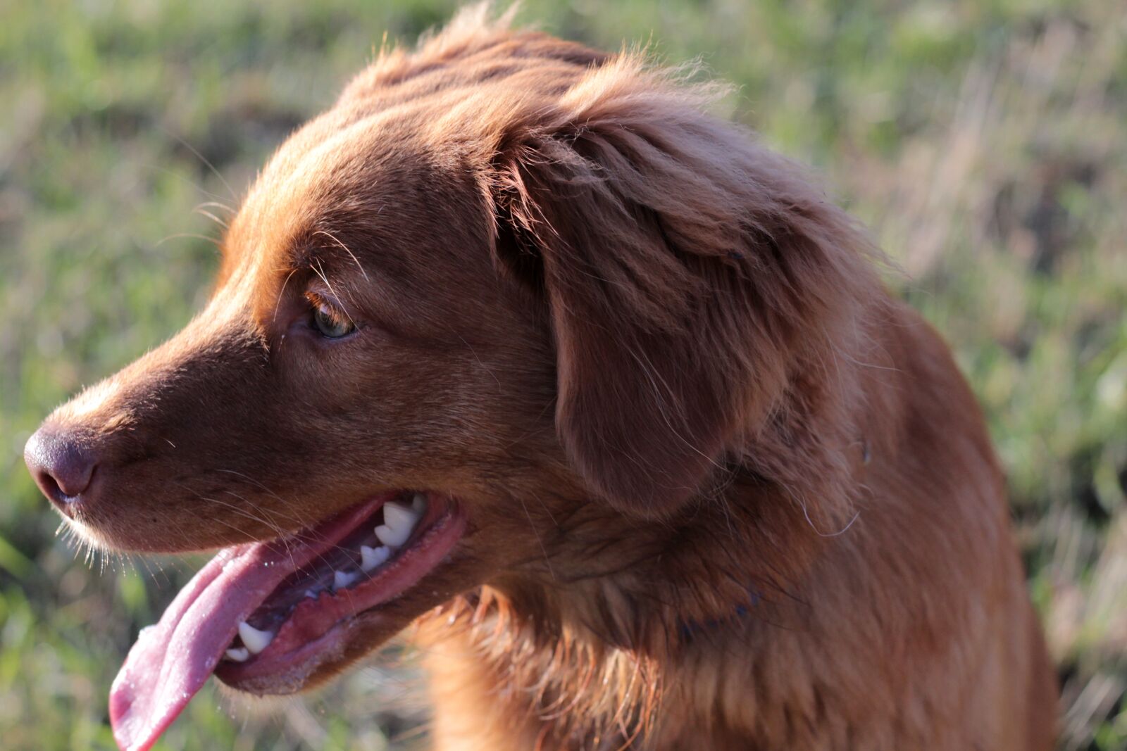 Canon EOS 600D (Rebel EOS T3i / EOS Kiss X5) sample photo. Toller, puppy, tongue photography