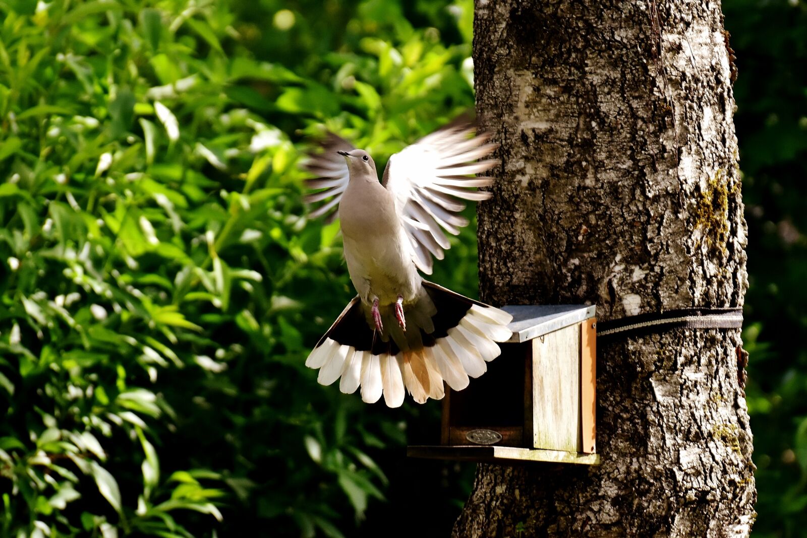 Nikon D7200 sample photo. Dove, bird, food photography