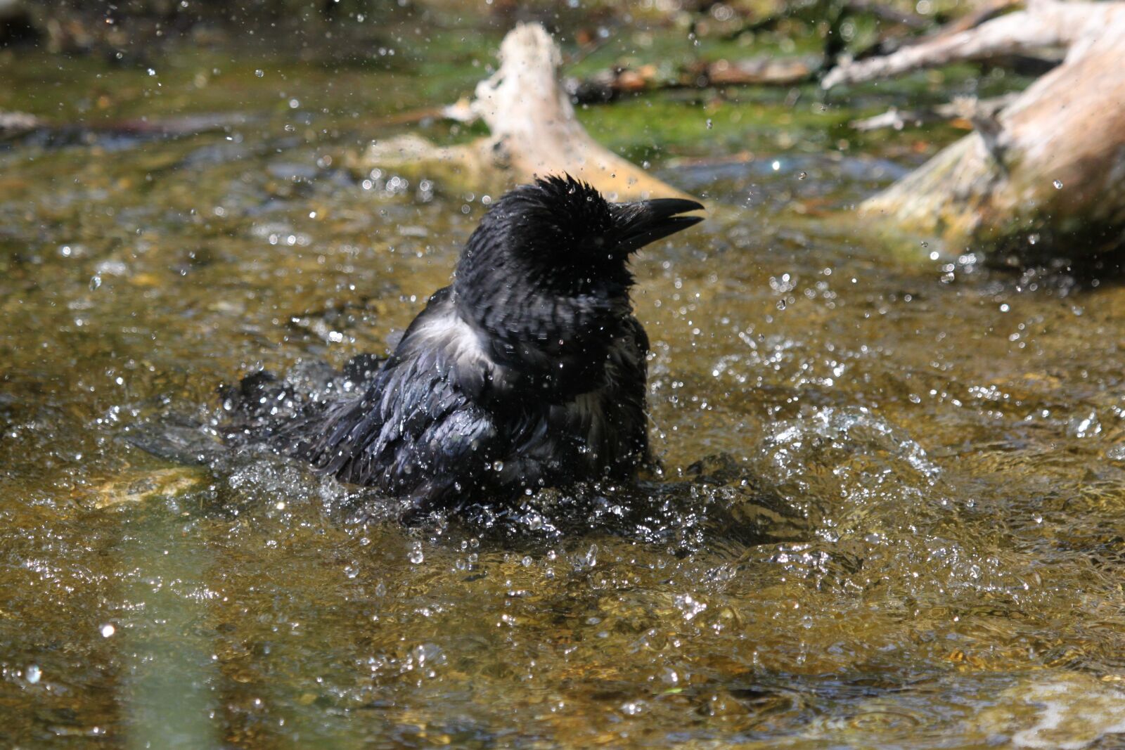 Canon EOS 500D (EOS Rebel T1i / EOS Kiss X3) sample photo. Raabe, bird, mystical photography