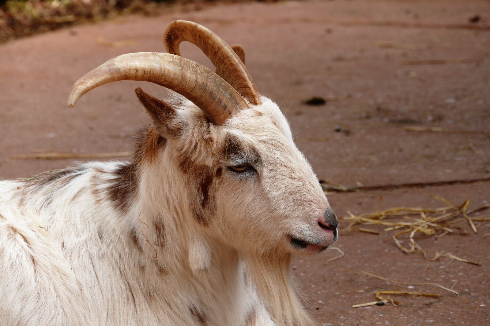 Panasonic Lumix DMC-FZ1000 sample photo. Goat, animal, sheep photography