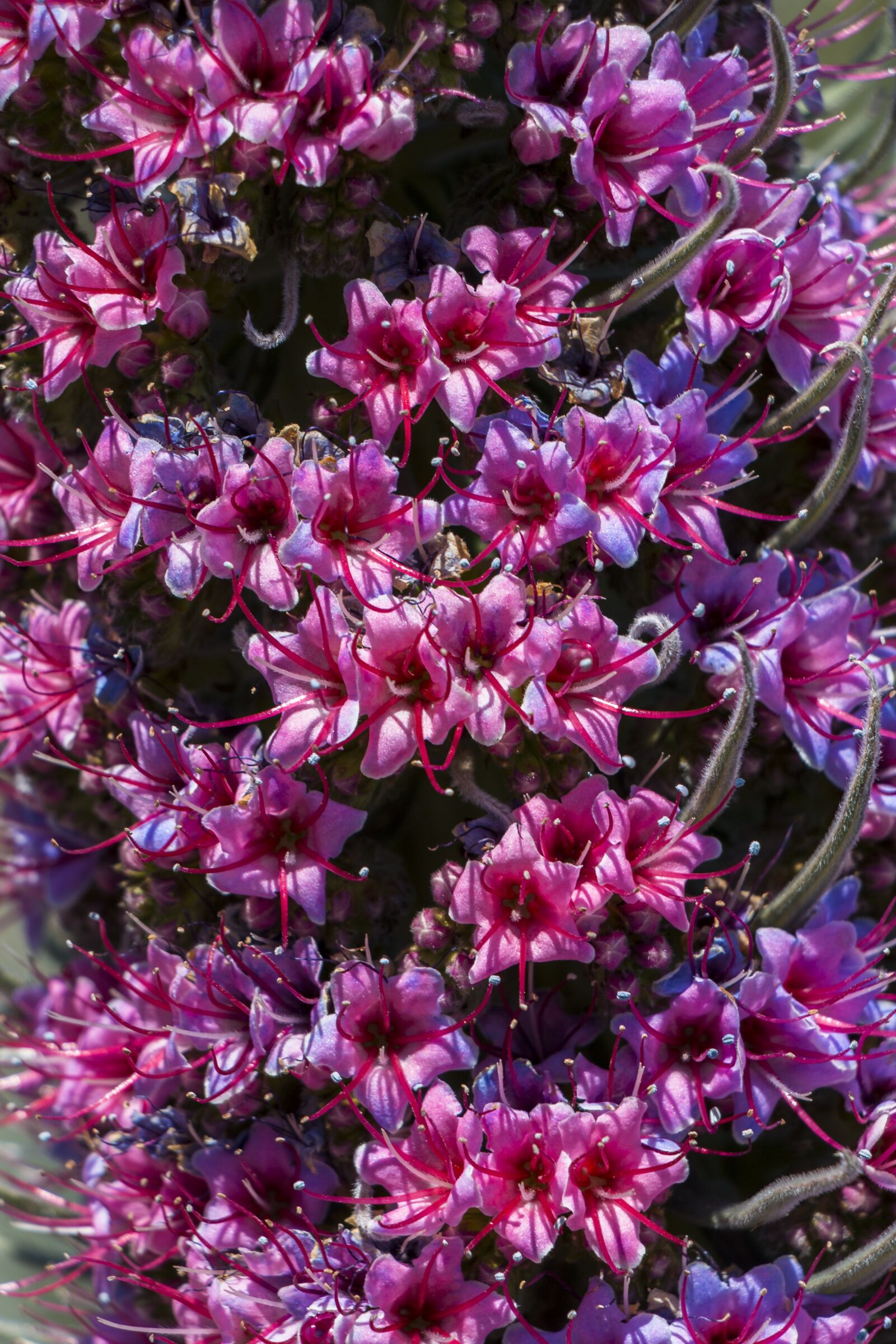 Canon EOS 70D sample photo. Blossom, bloom, flower photography