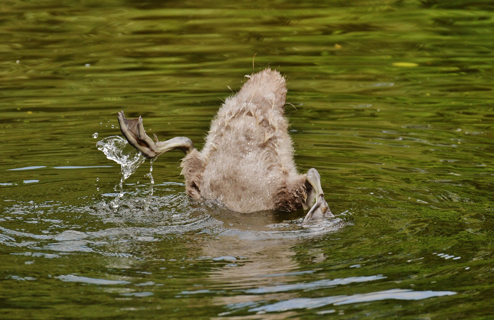 Nikon D3200 sample photo. Swan, young animal, diving photography