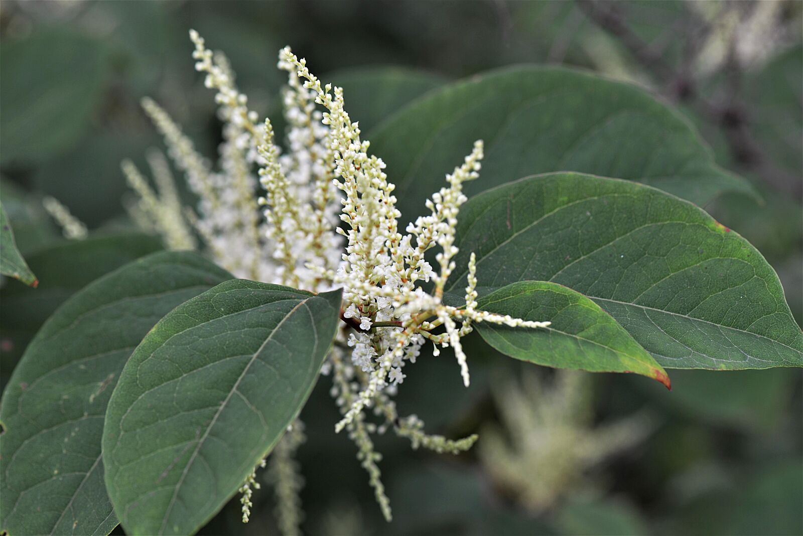 Nikon D610 sample photo. Knotweed, blossom, bloom photography