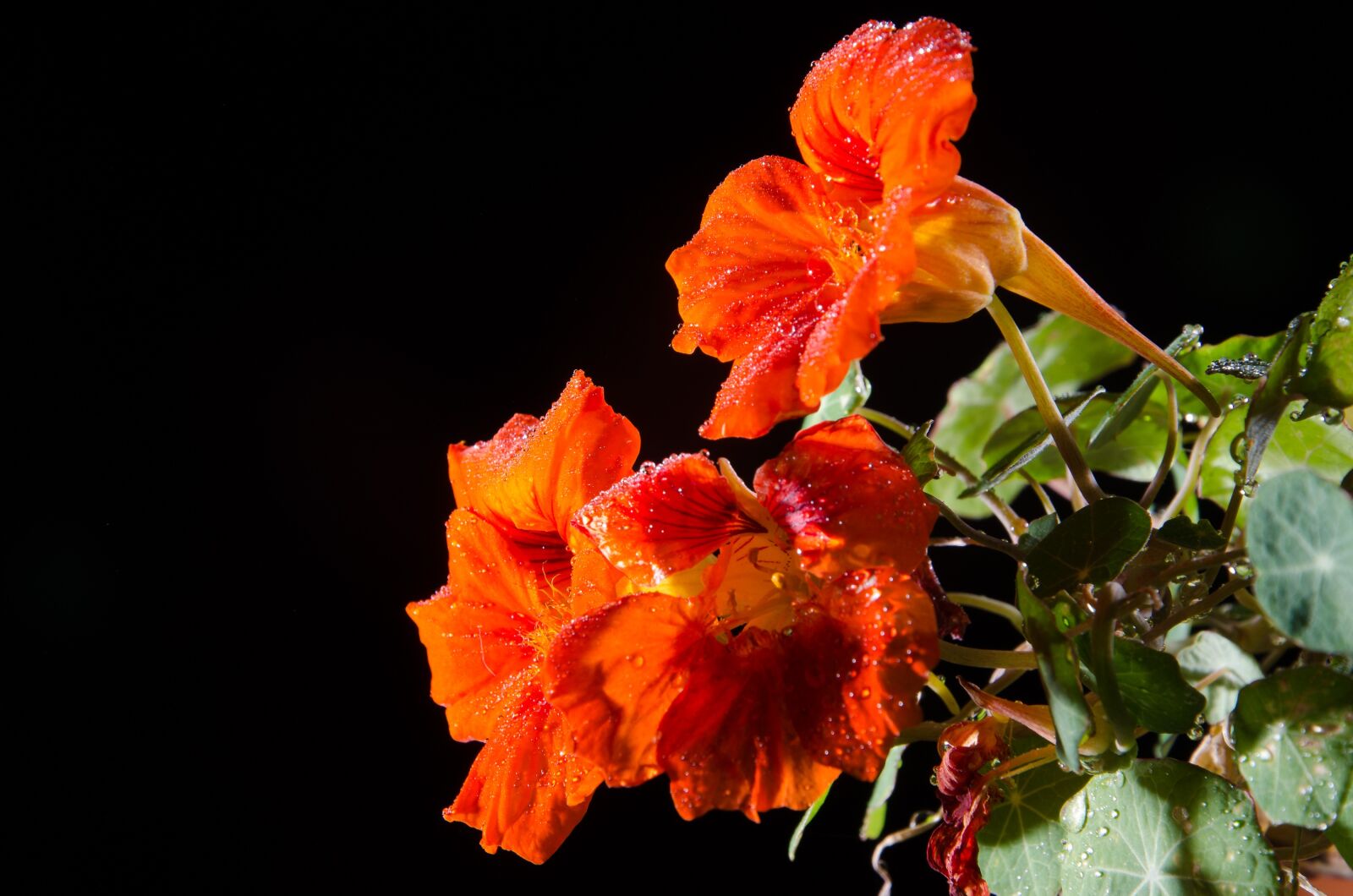 Nikon D7000 sample photo. Flower, rain, plant photography
