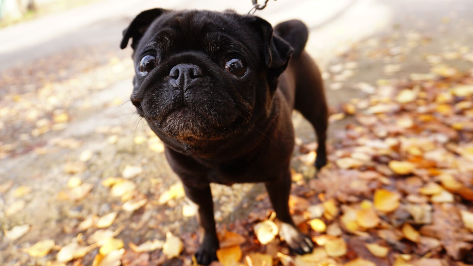 Sony a6300 sample photo. Pug, dog, cute photography