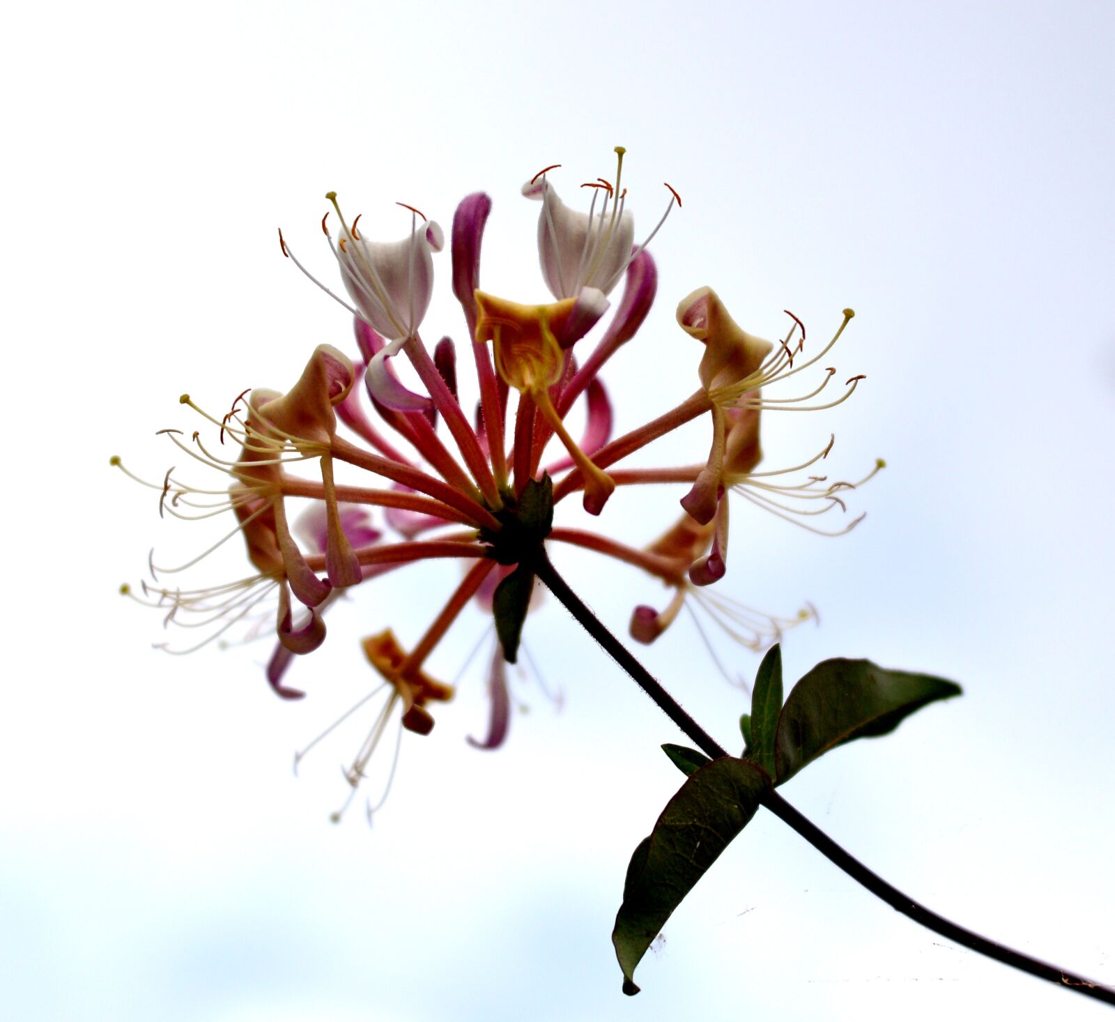 Nikon D600 sample photo. Honeysuckle, flower, nature photography