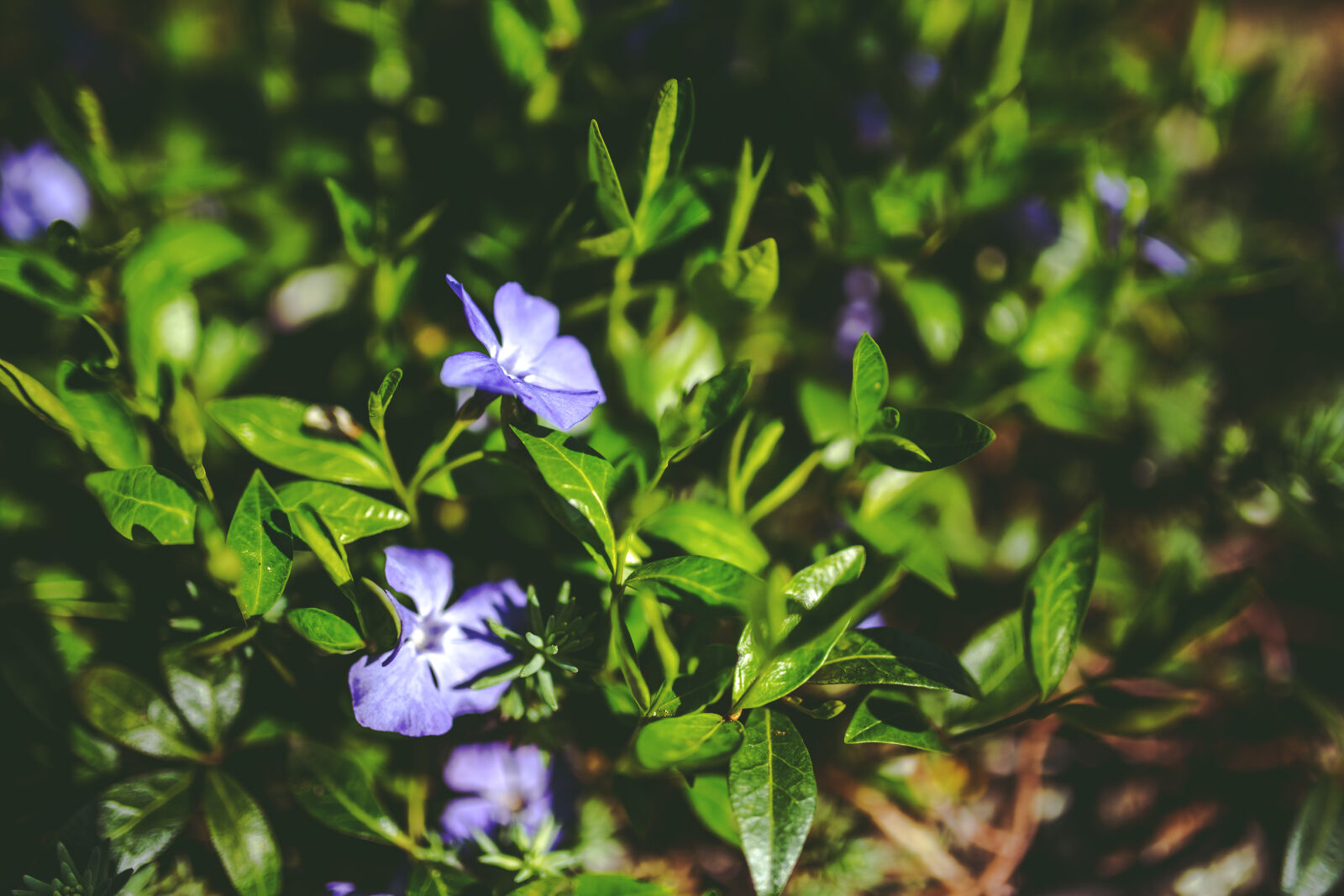 Canon EOS 6D + Sigma 35mm F1.4 DG HSM Art sample photo. Green, leaves, purple, flowers photography