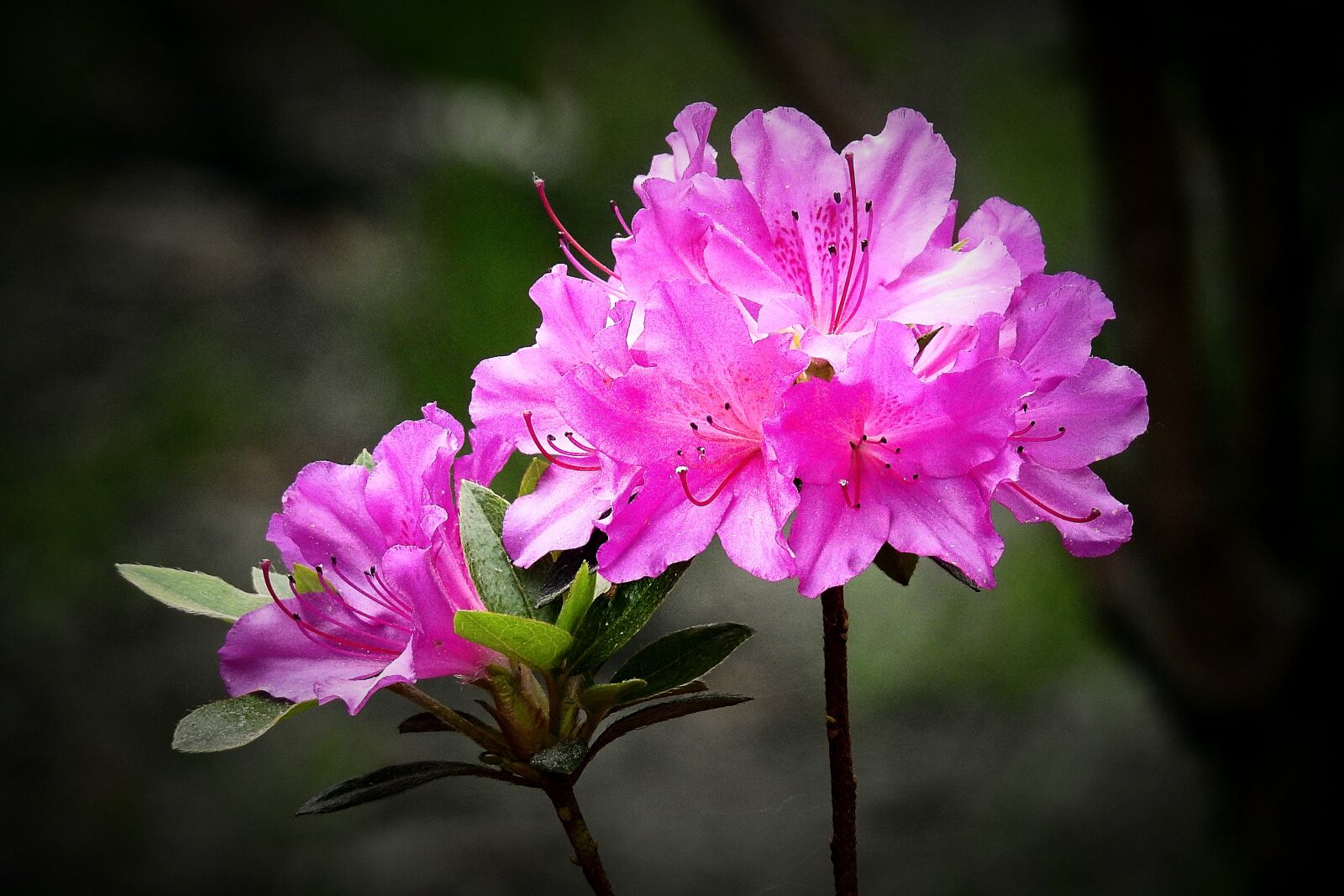 Nikon Coolpix P900 sample photo. The beauty of nature photography
