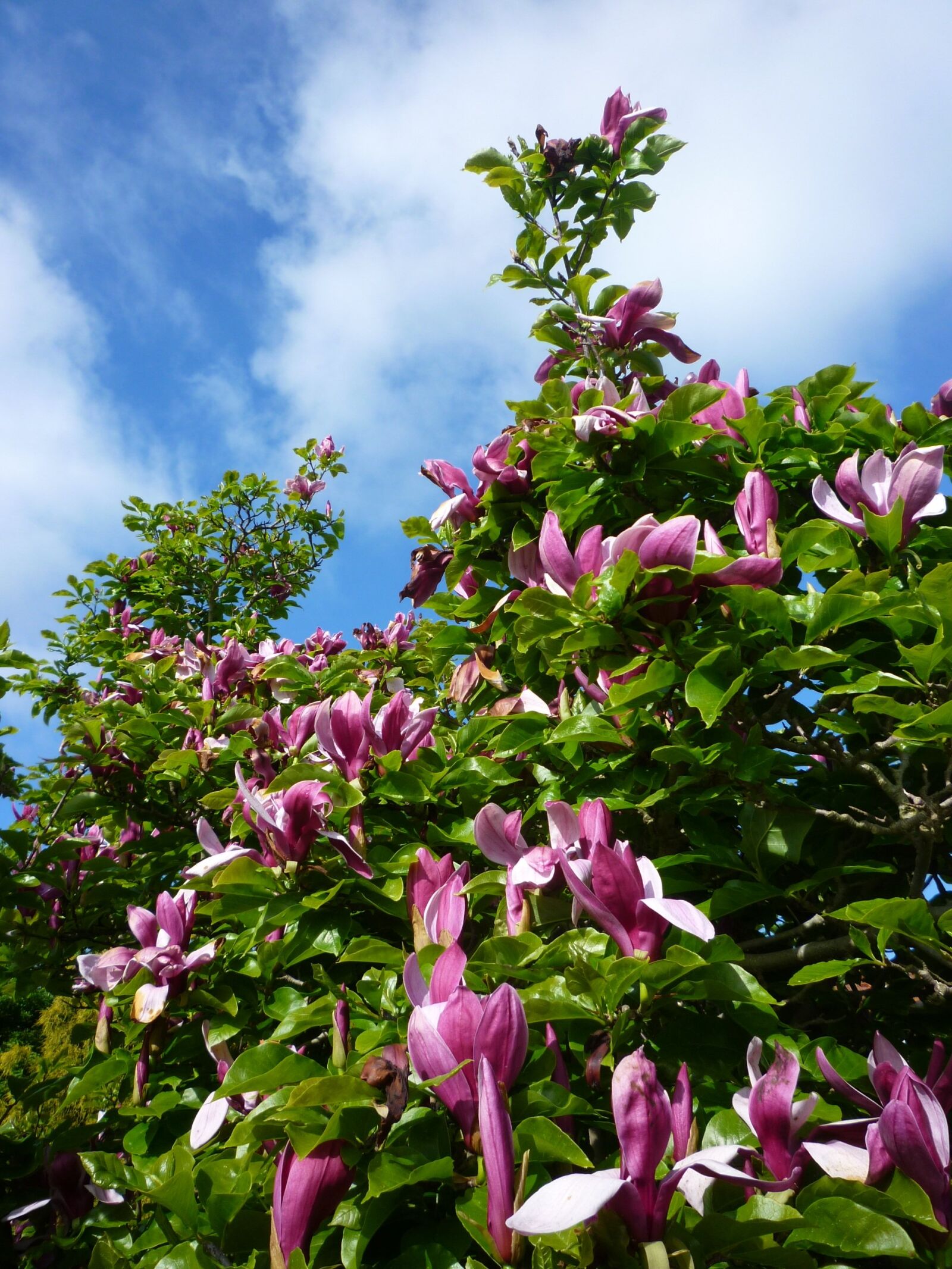 Panasonic DMC-FS15 sample photo. Tulip tree, magnolia, sky photography