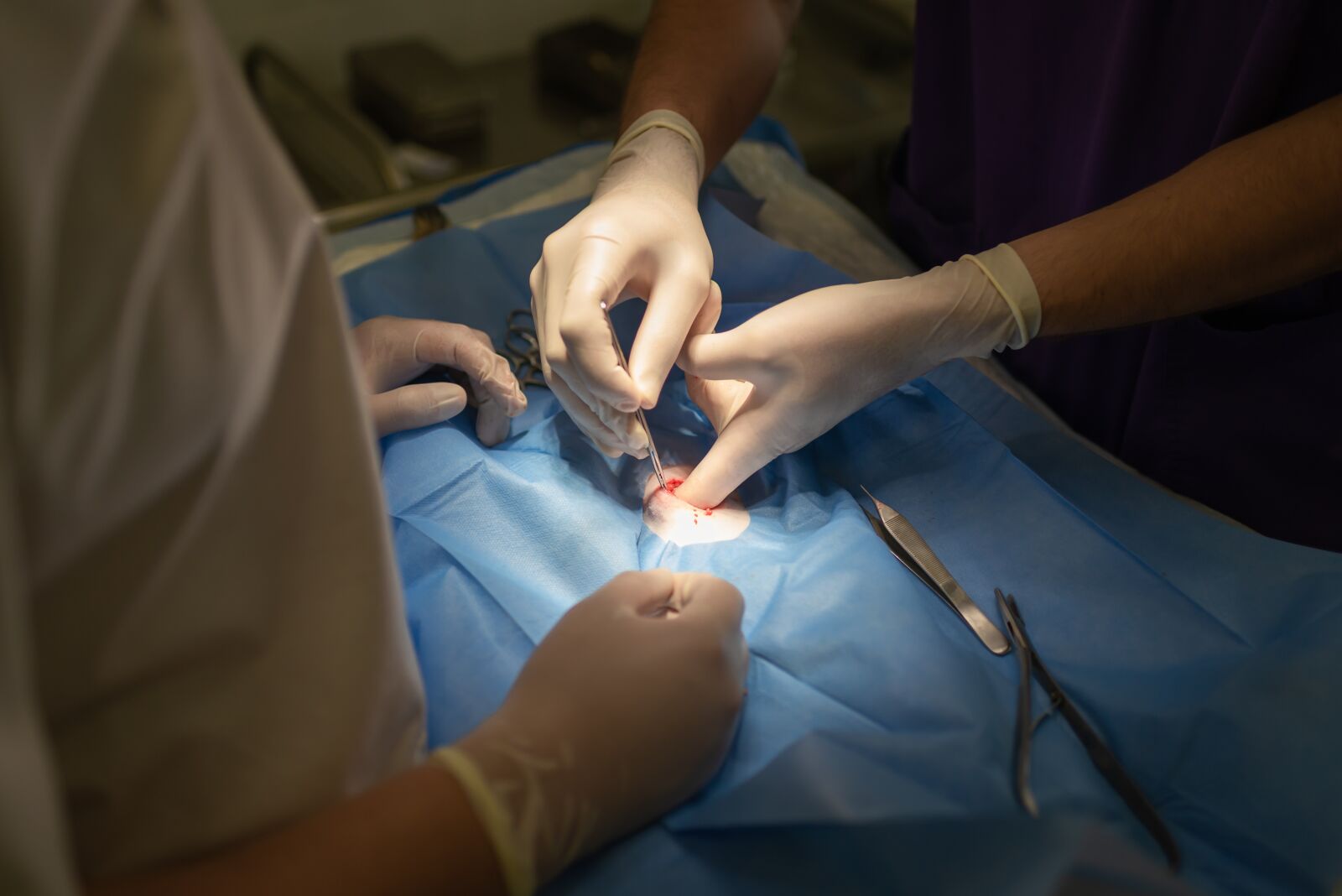 Nikon D610 sample photo. Animal, cat, clinic photography