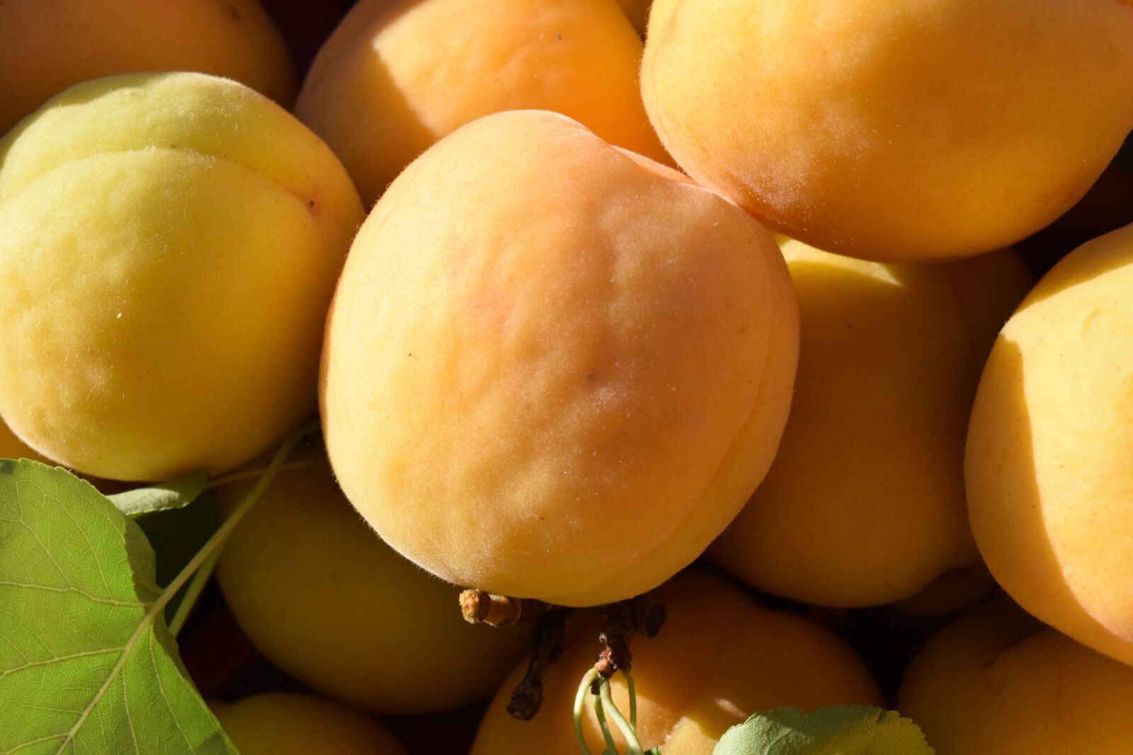 Nikon D3300 sample photo. Apricots, ripe, fruit photography