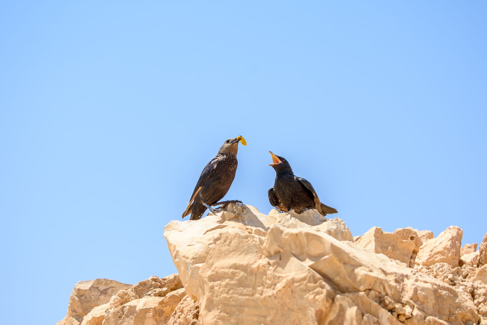 Nikon D3400 sample photo. Masada travel, faith, pilgrimage photography