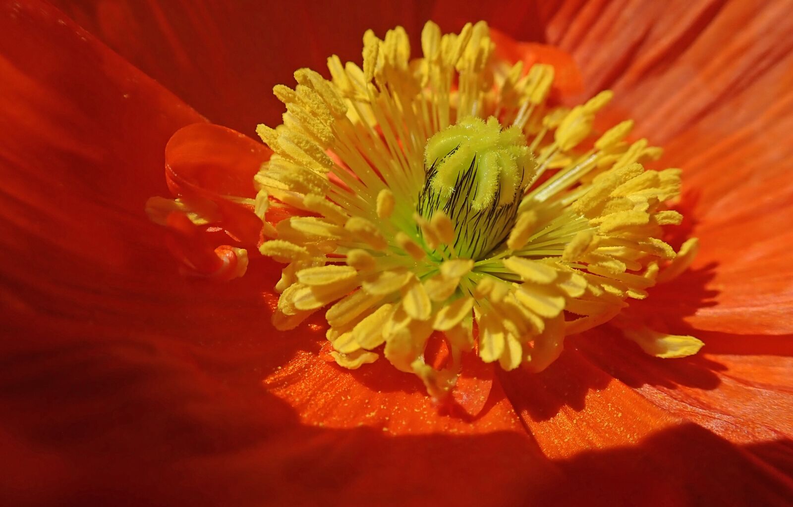 Olympus TG-5 sample photo. Poppy, pollen, stamens photography