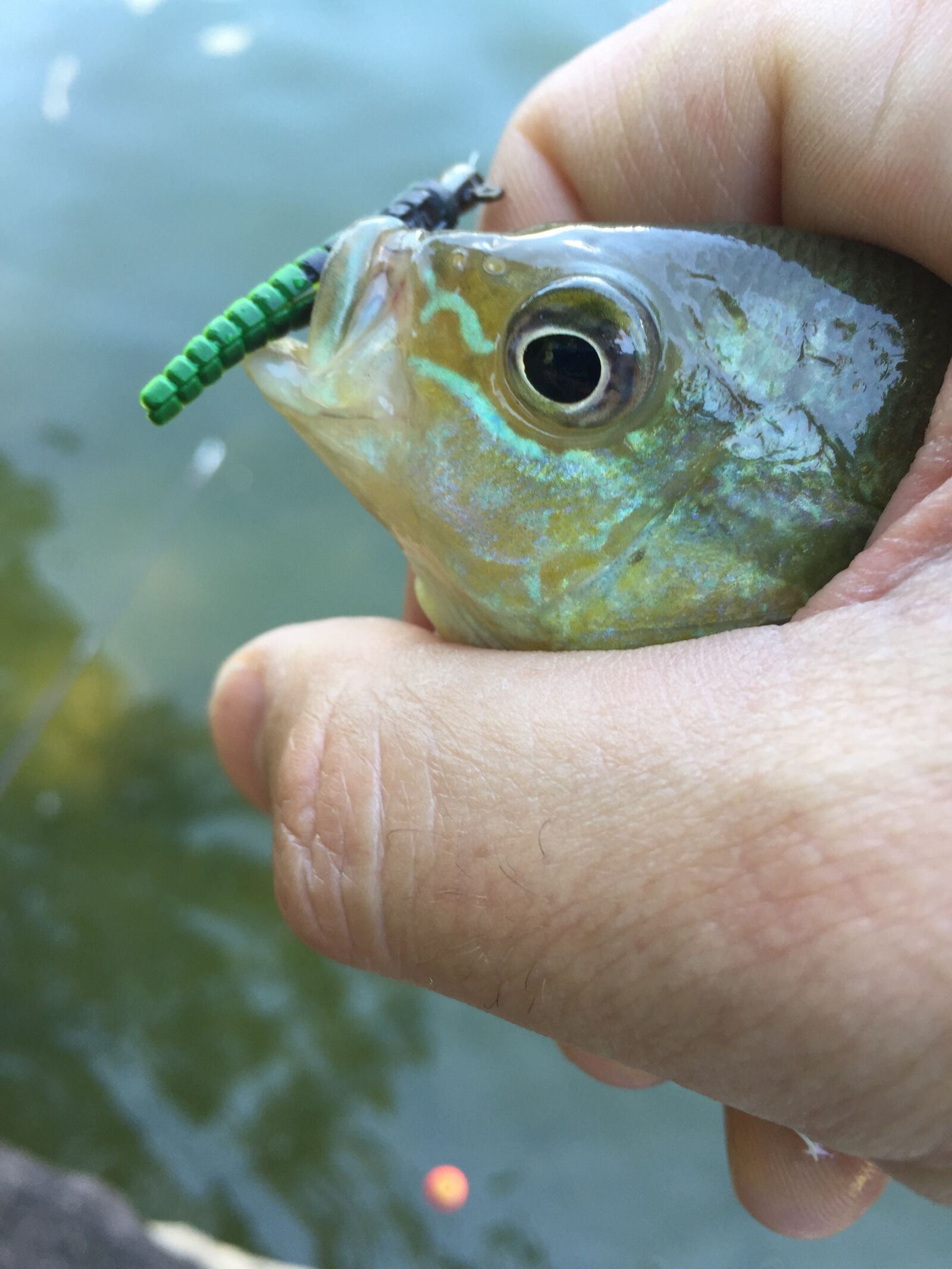iPhone 6 back camera 4.15mm f/2.2 sample photo. Fish, fishing, green photography