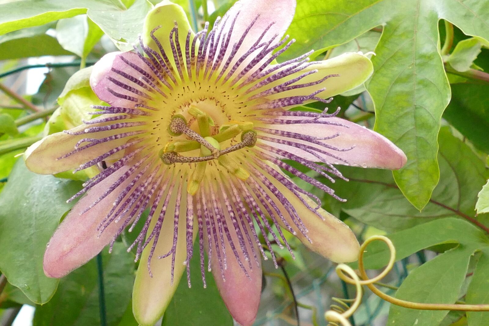 Panasonic Lumix DMC-FZ1000 sample photo. Passion flower, passifloraceae, flora photography