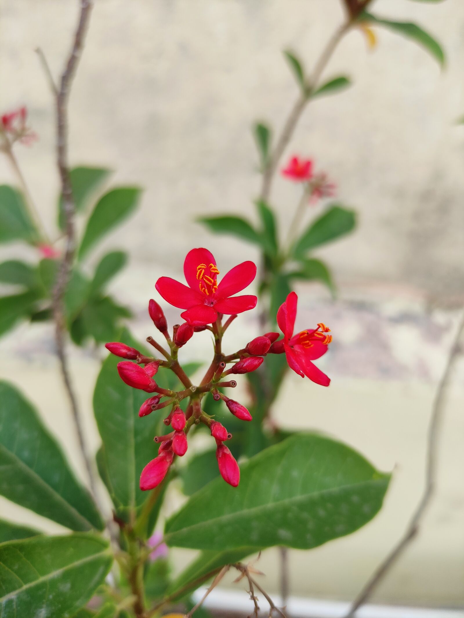 Xiaomi POCO X2 sample photo. Flower, red, garden photography